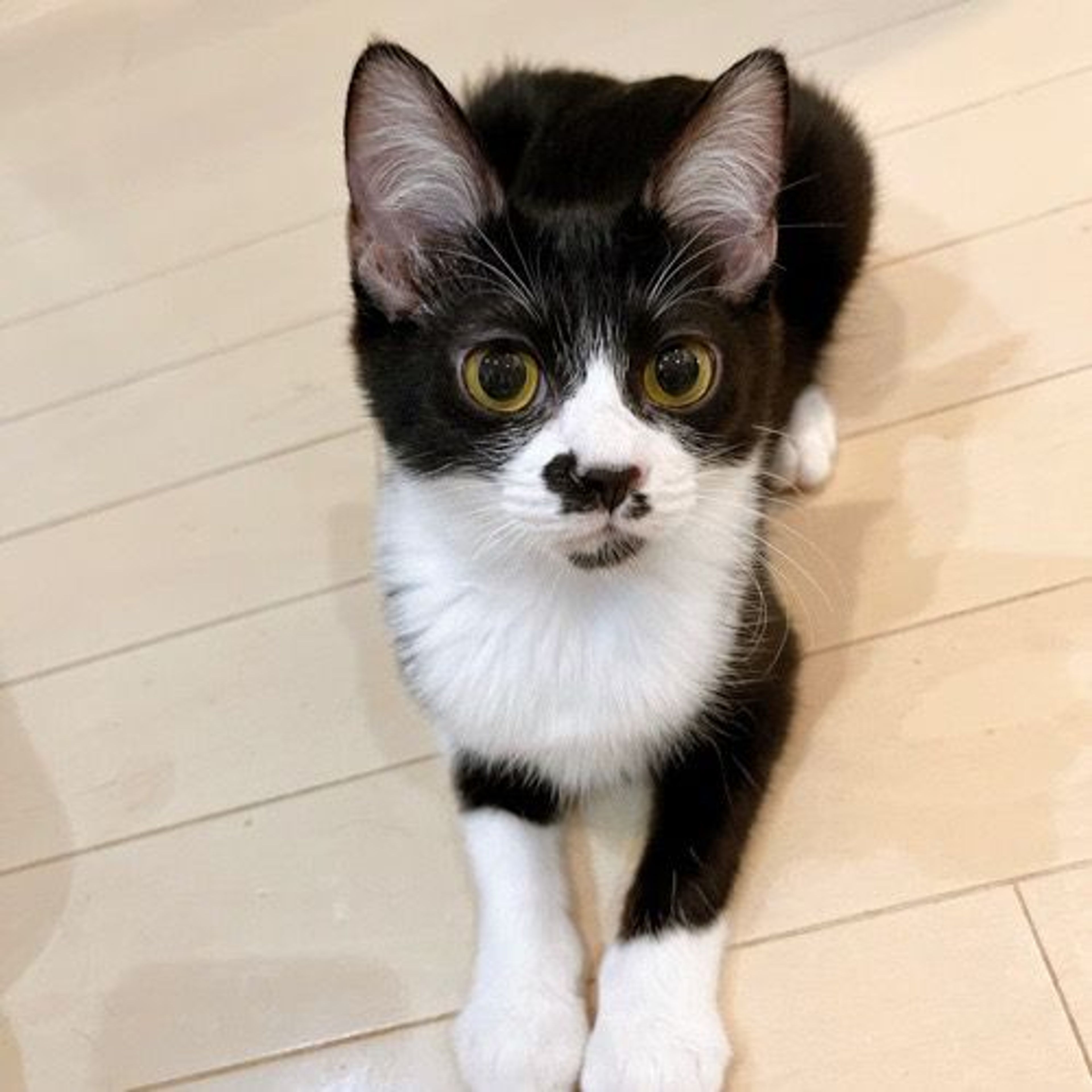 雑種（ミックス猫）・オスの里親募集の写真