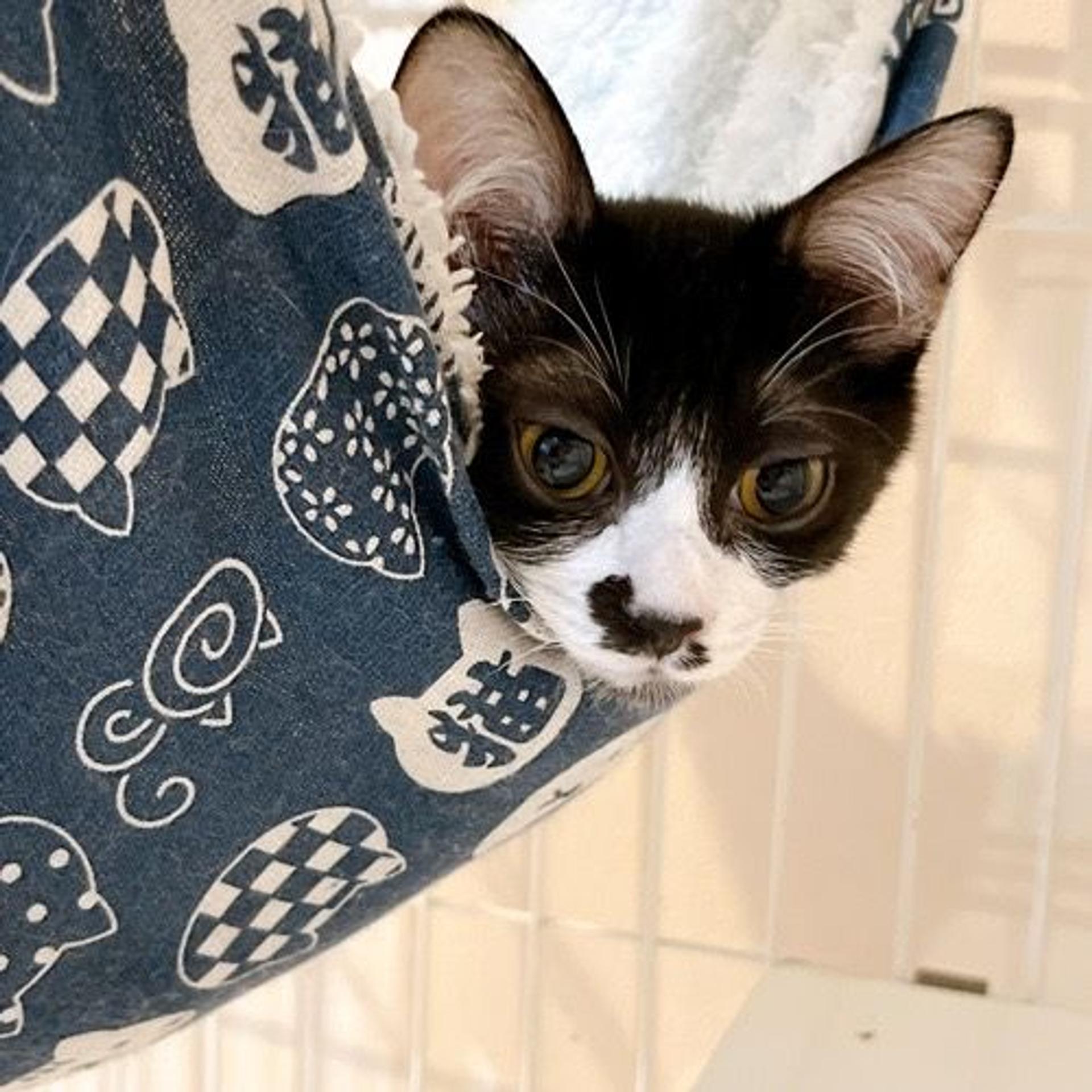 pet-image-4