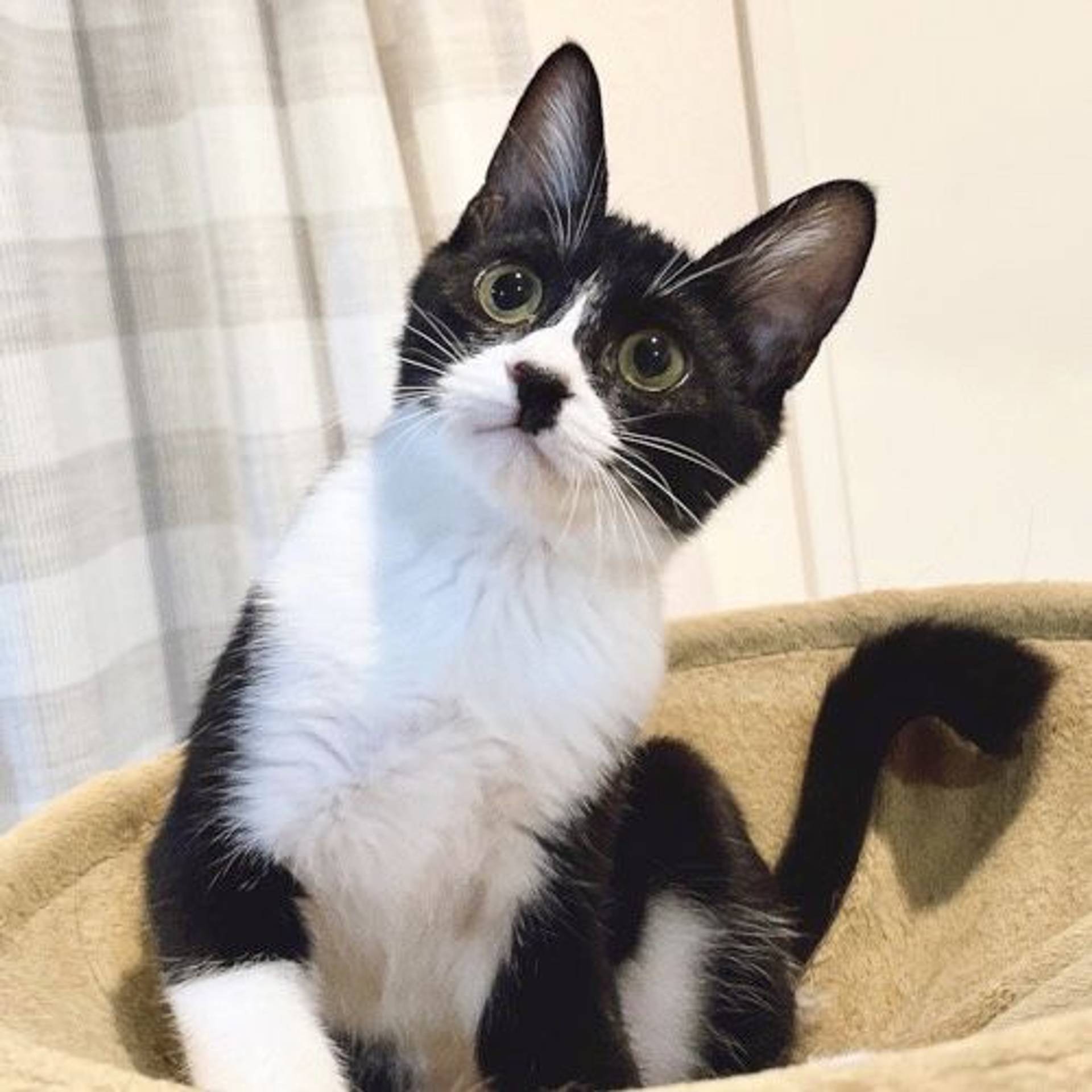 雑種（ミックス猫）・オスの里親募集の写真