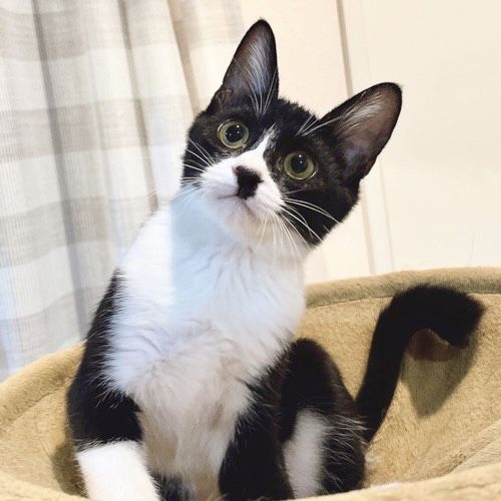 雑種（ミックス猫）・オスの里親募集の写真