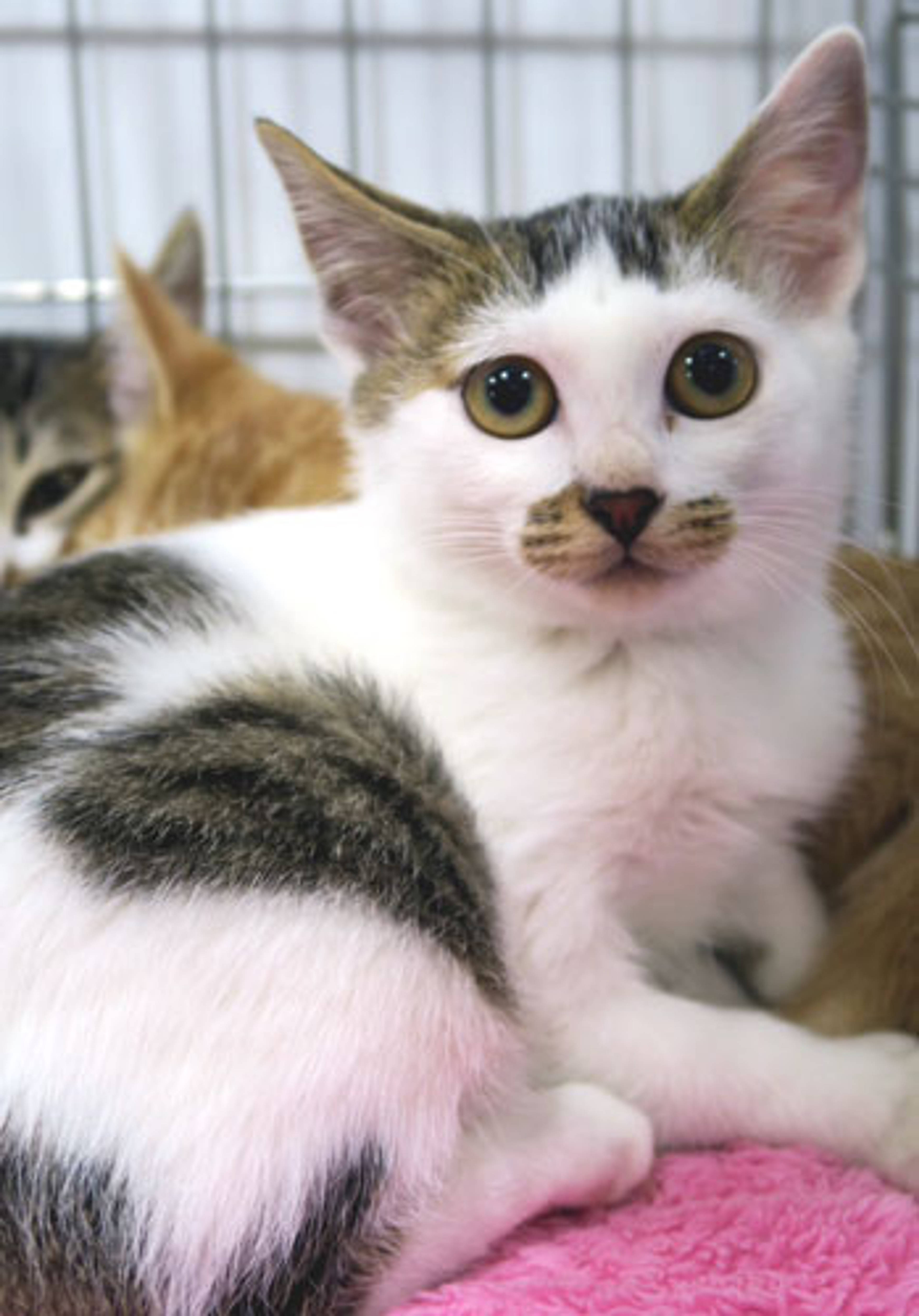 雑種（ミックス猫）・メスの里親募集の写真