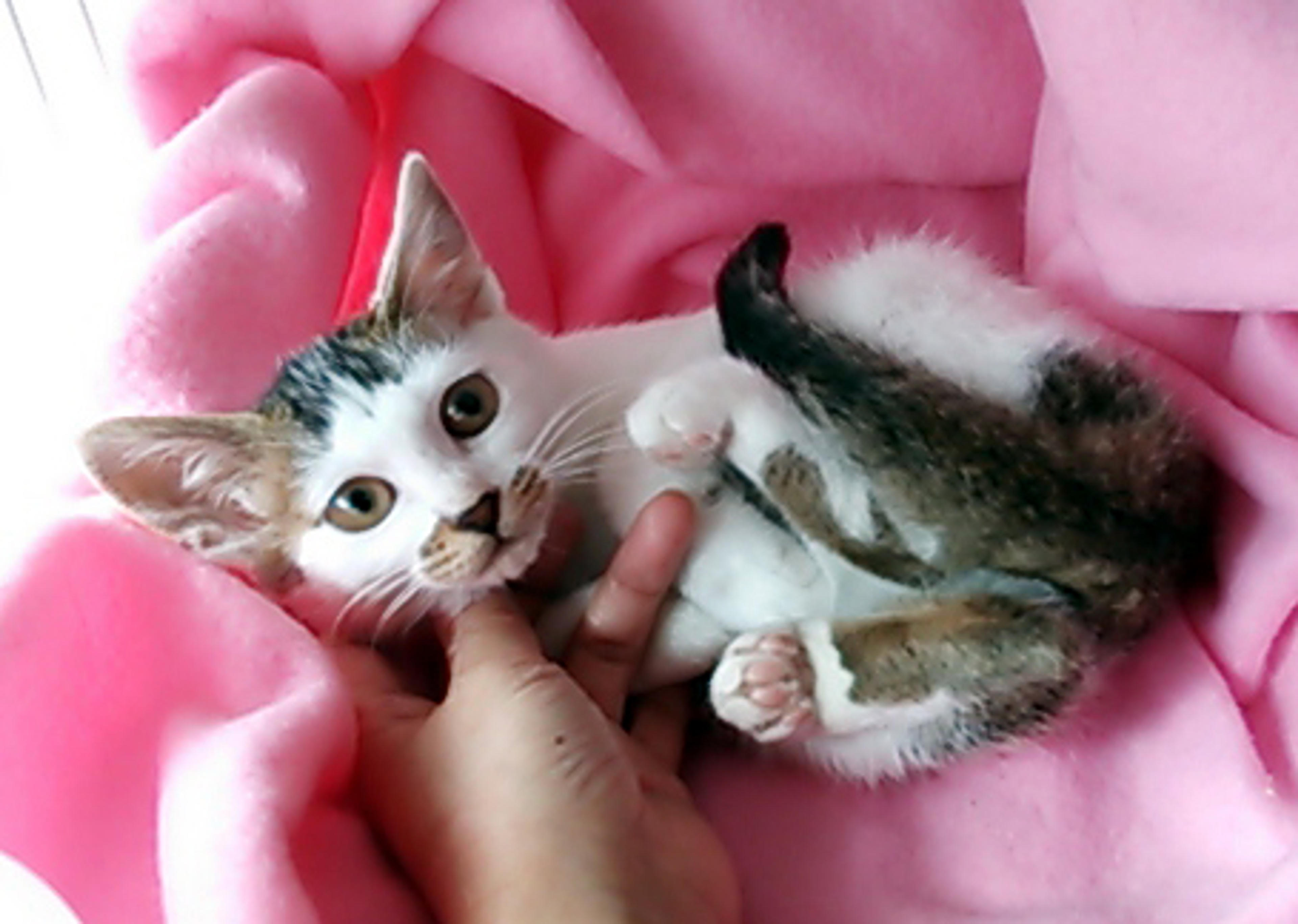 pet-image-2
