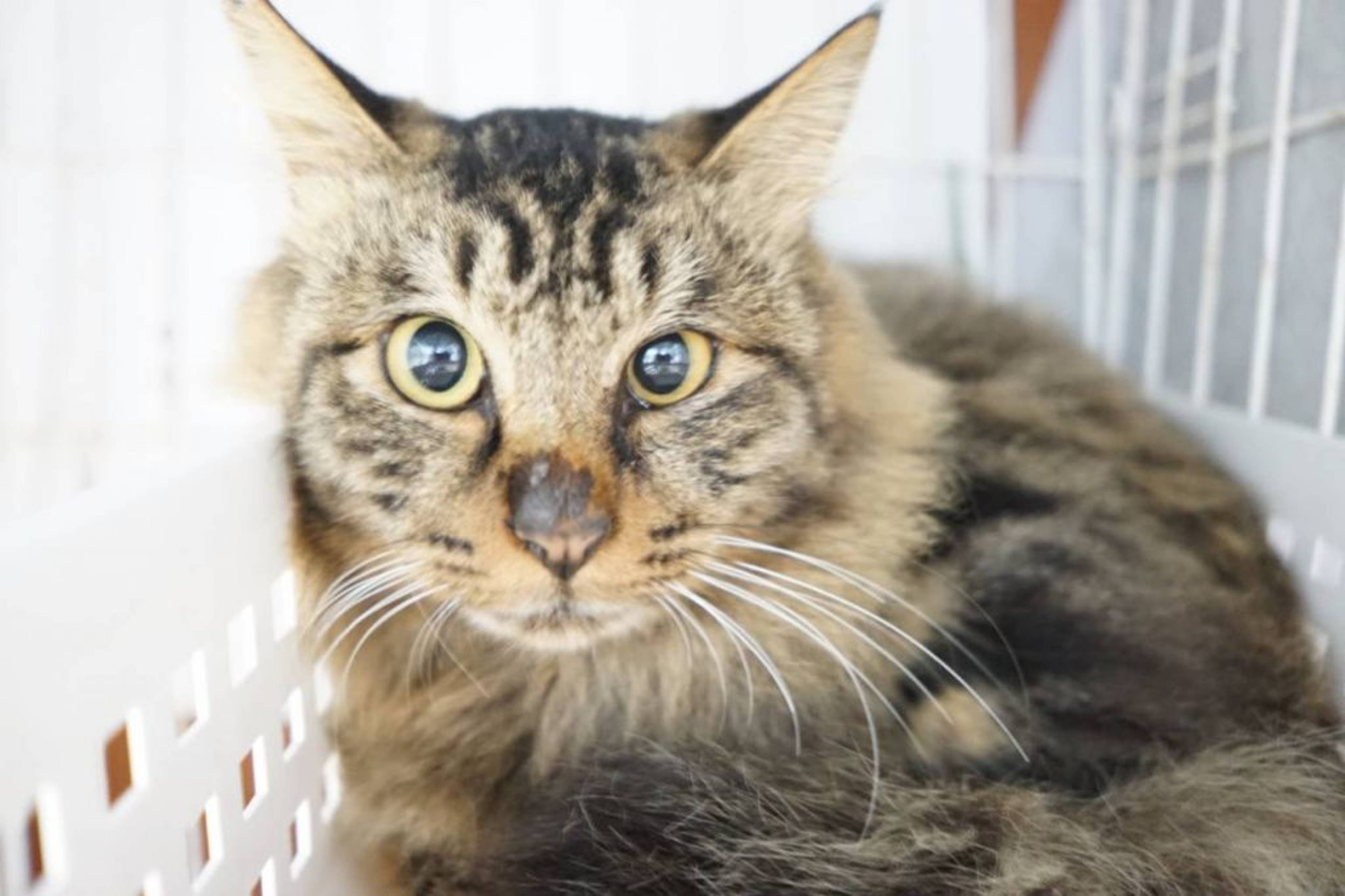 雑種（ミックス猫）・オスの里親募集の写真