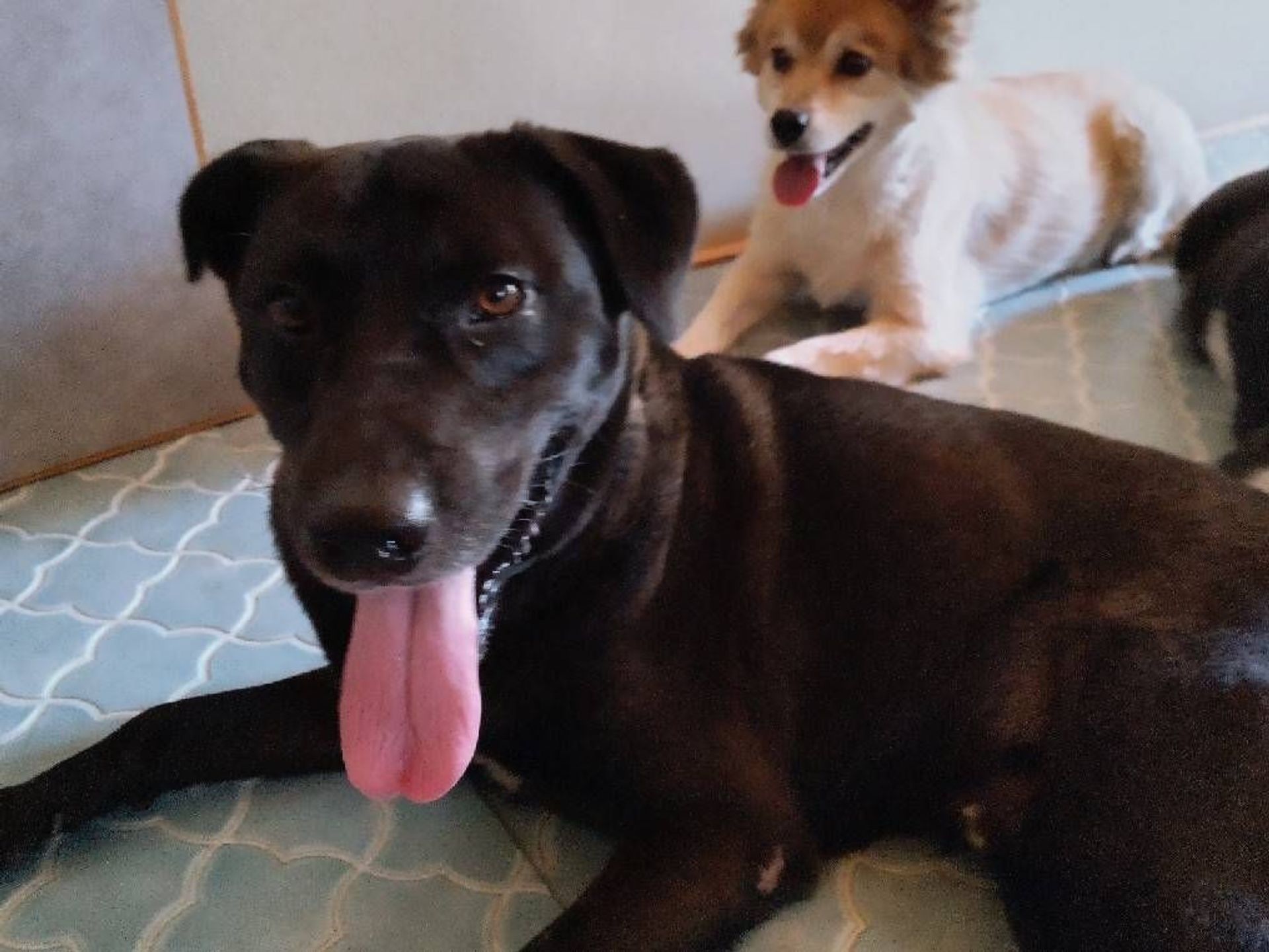 雑種（ミックス犬）・オスの里親募集の写真