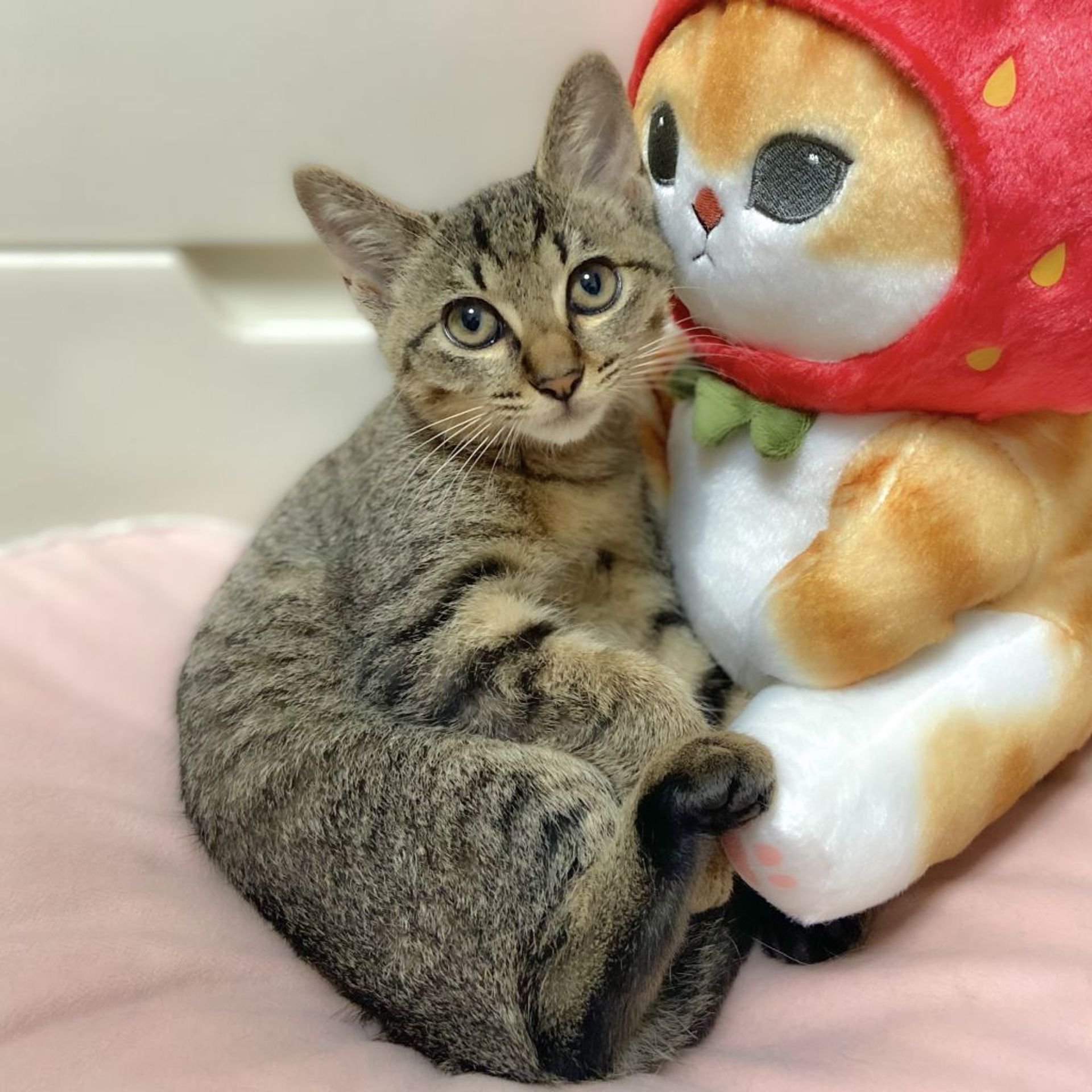 雑種（ミックス猫）・メスの里親募集の写真