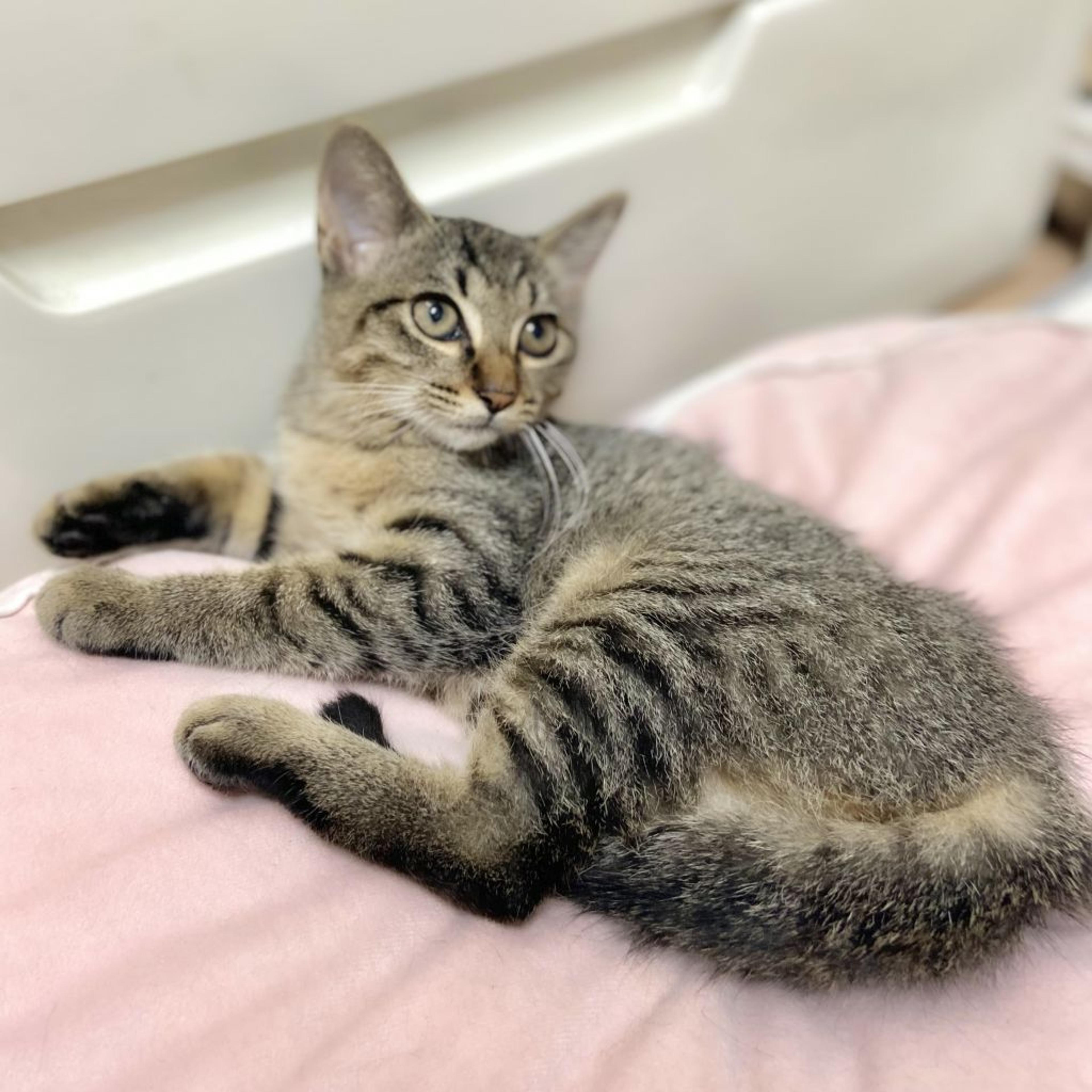 pet-image-3