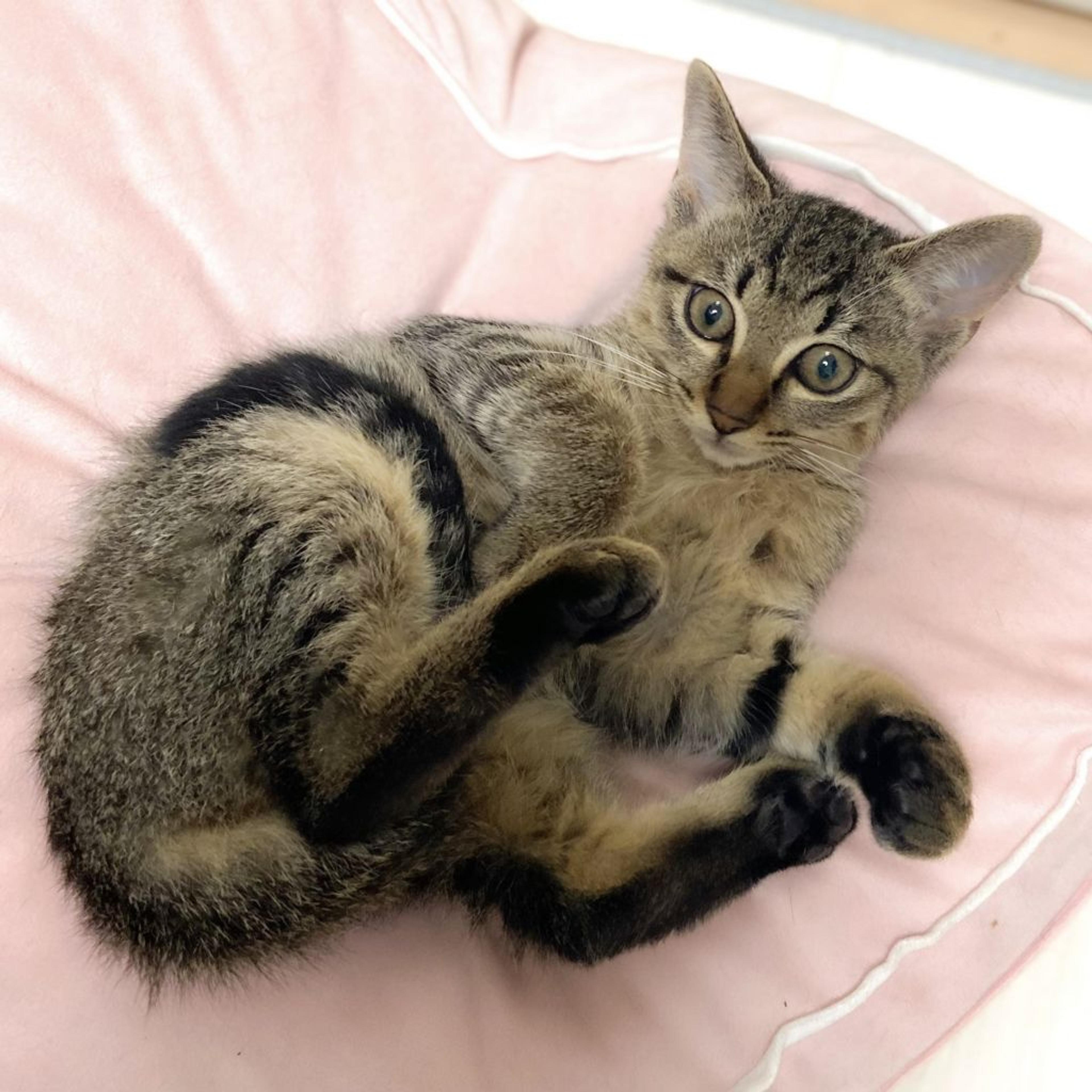 pet-image-4