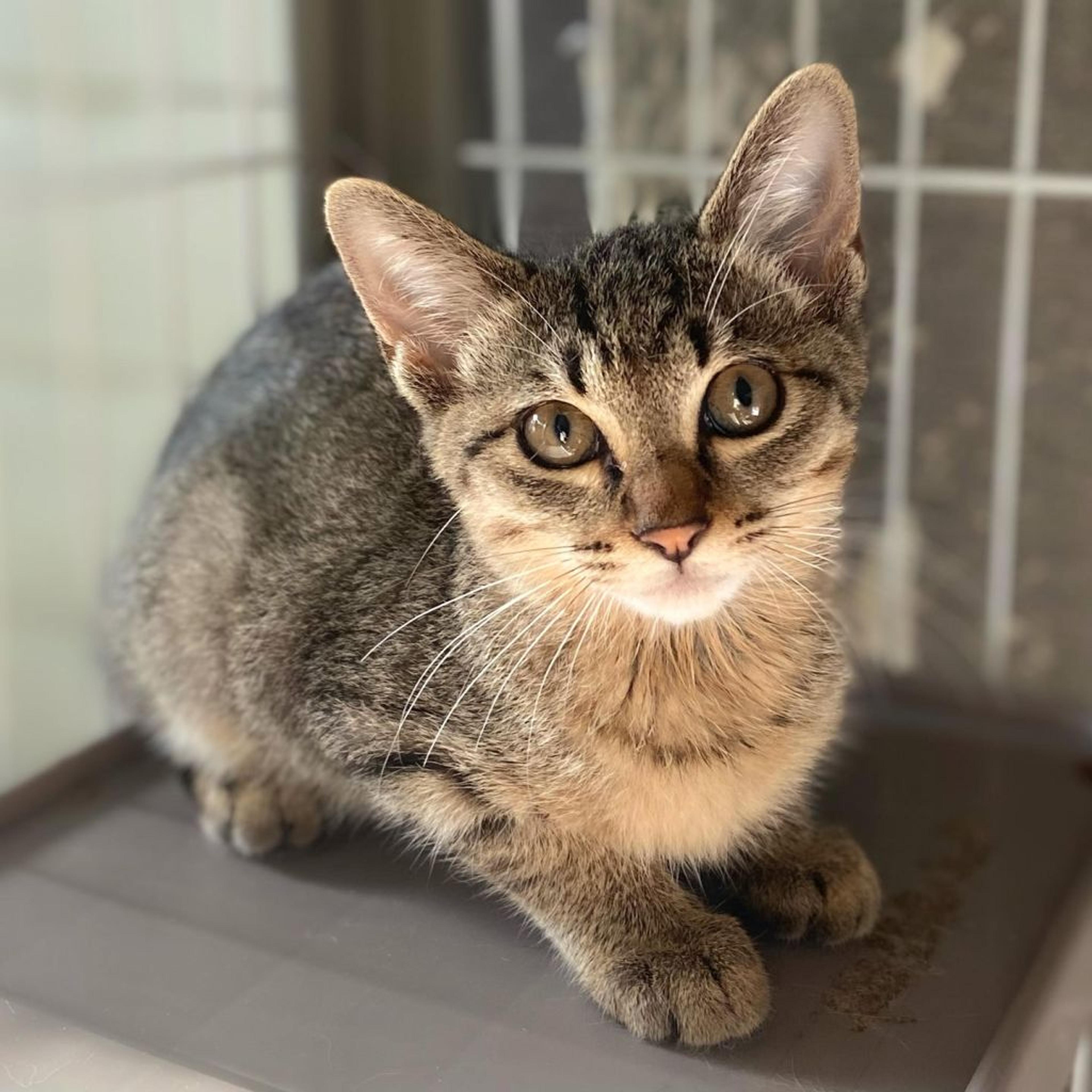 pet-image-5