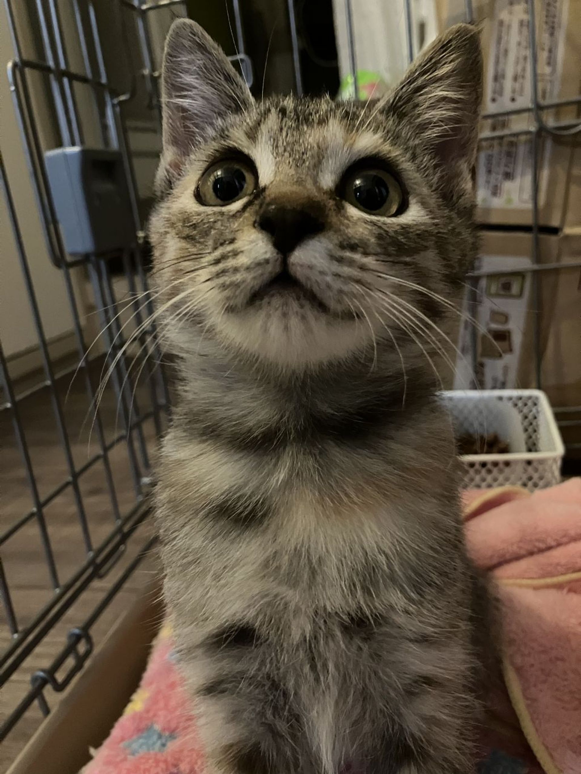 雑種（ミックス猫）・メスの里親募集の写真