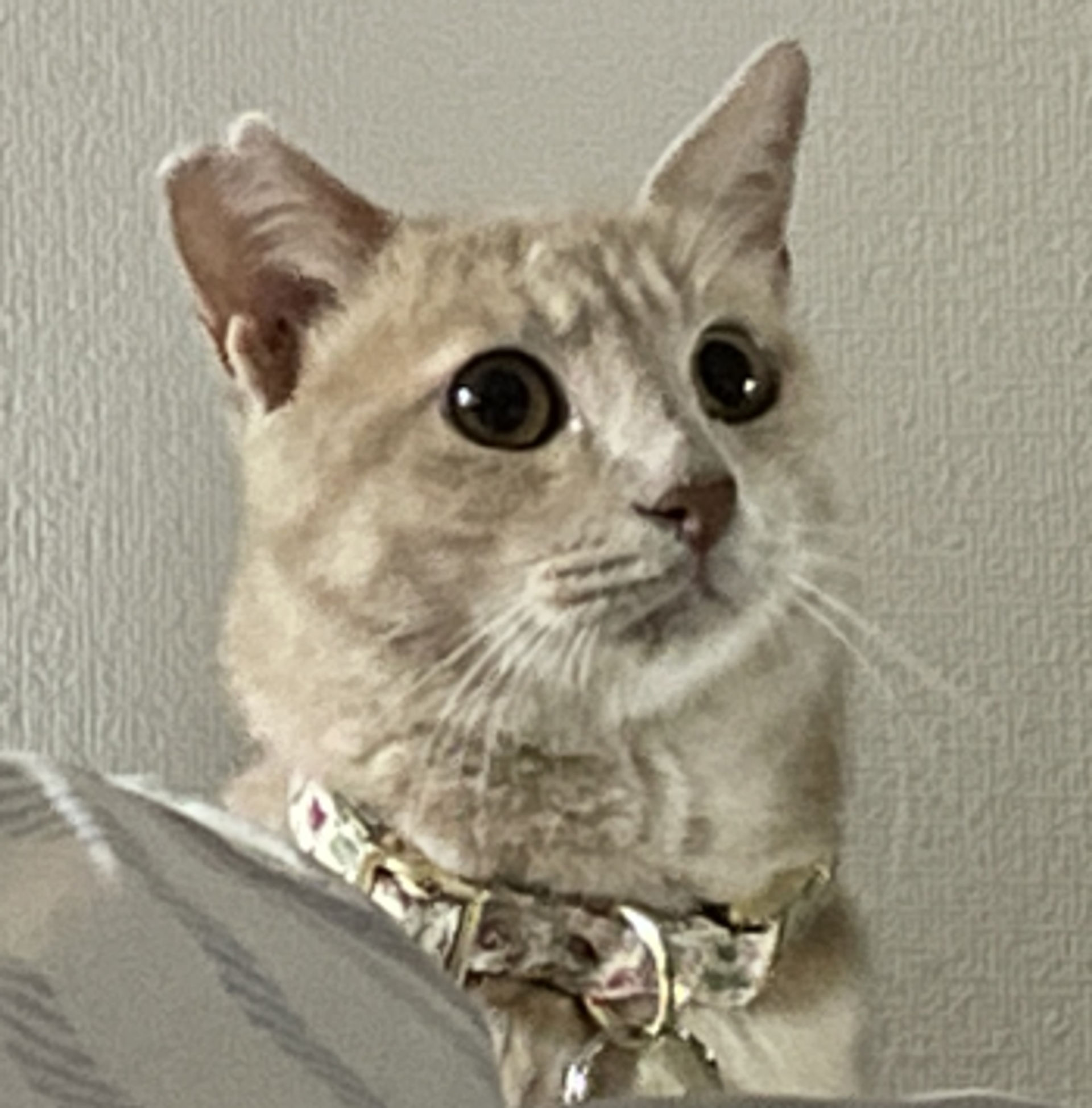 雑種（ミックス猫）・オスの里親募集の写真