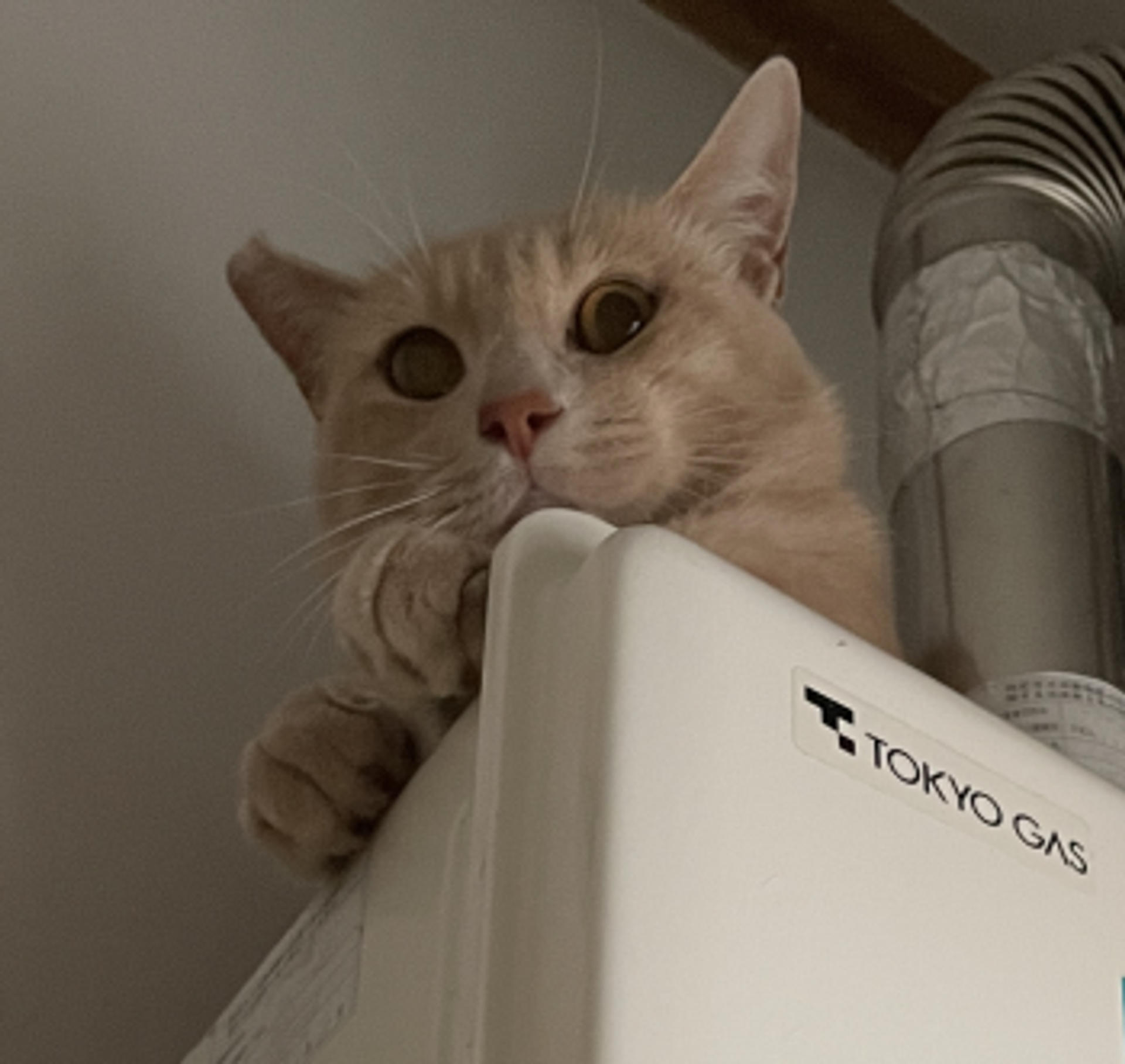 pet-image-2