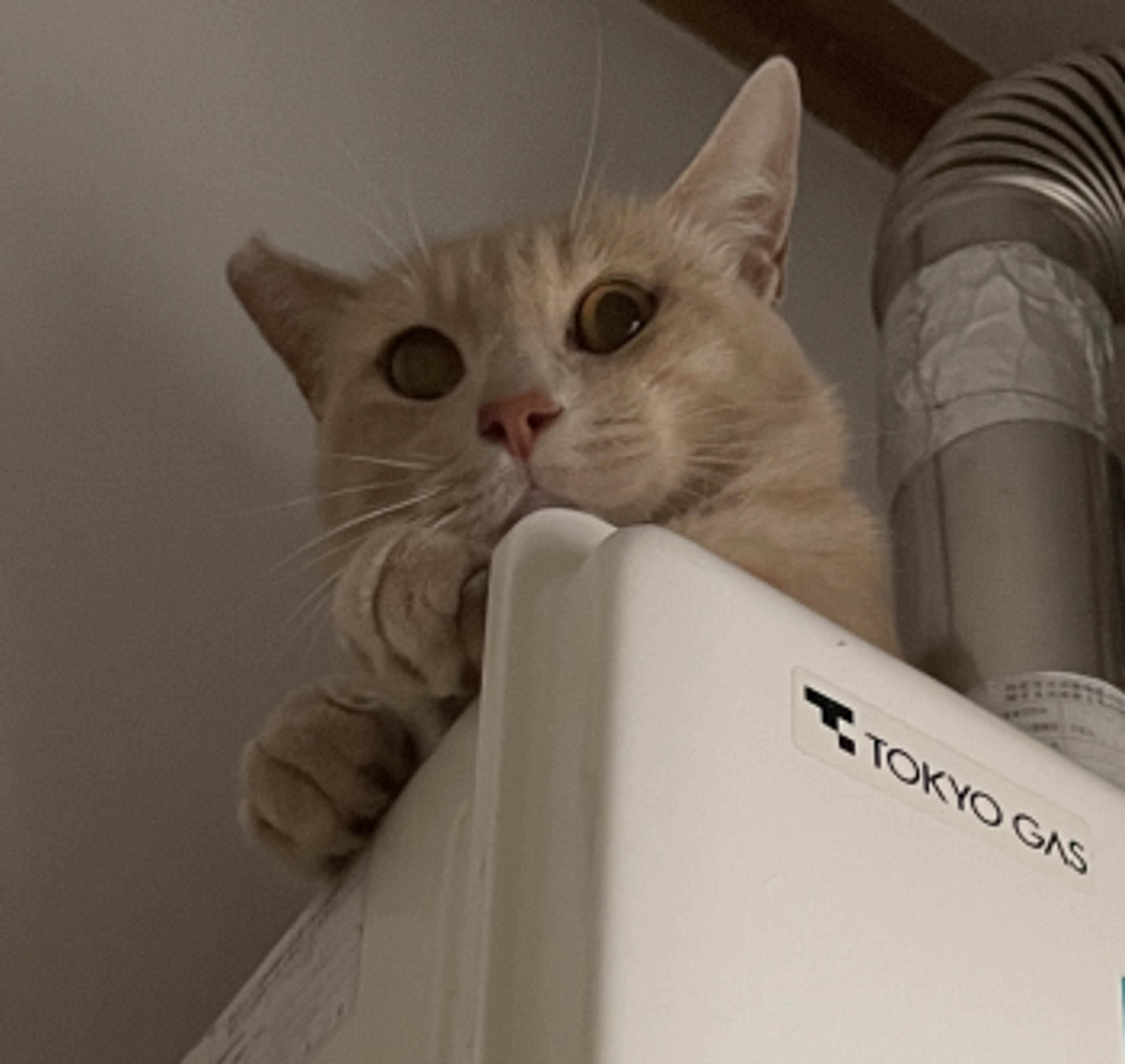pet-image-2