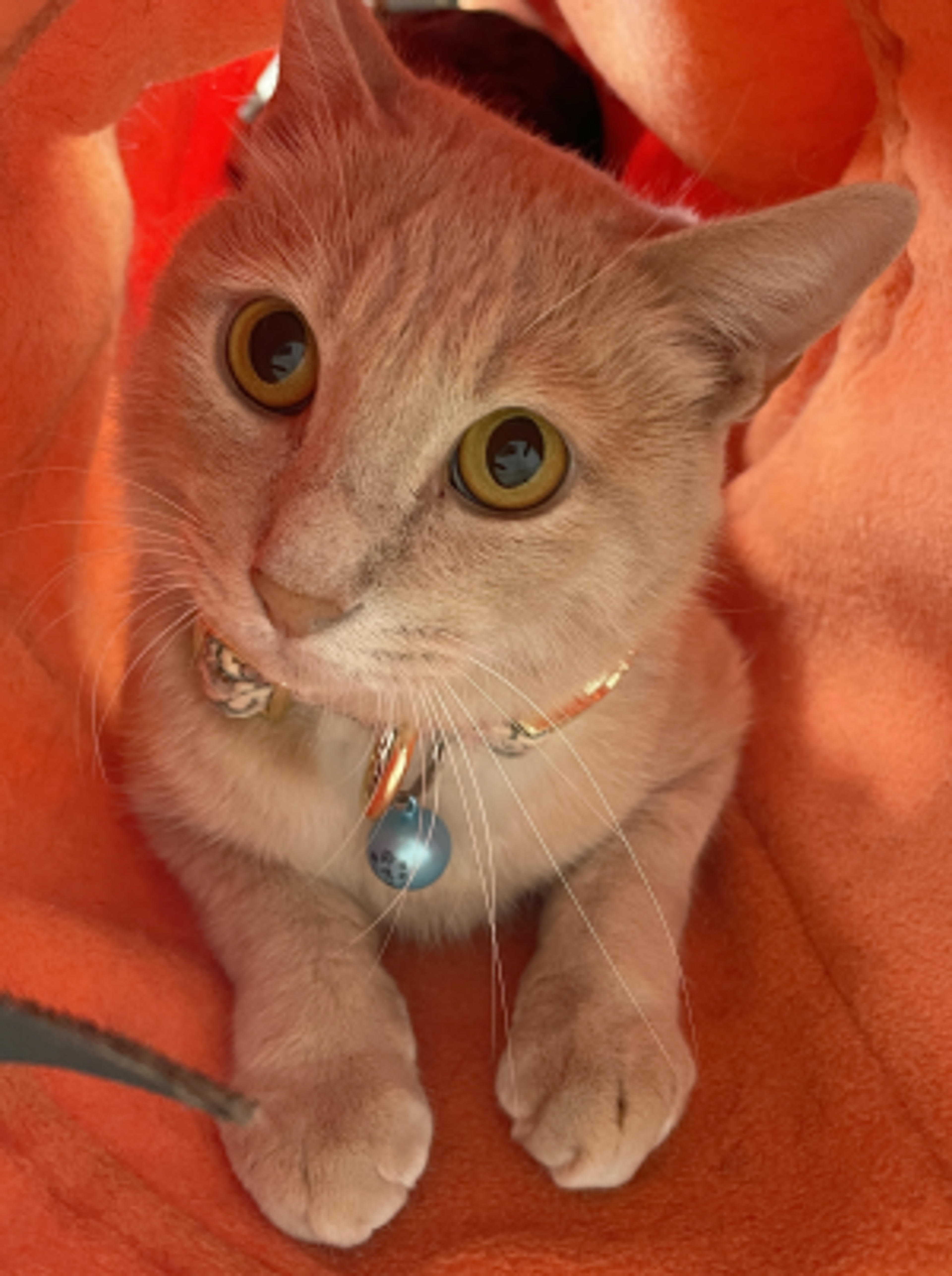 pet-image-3