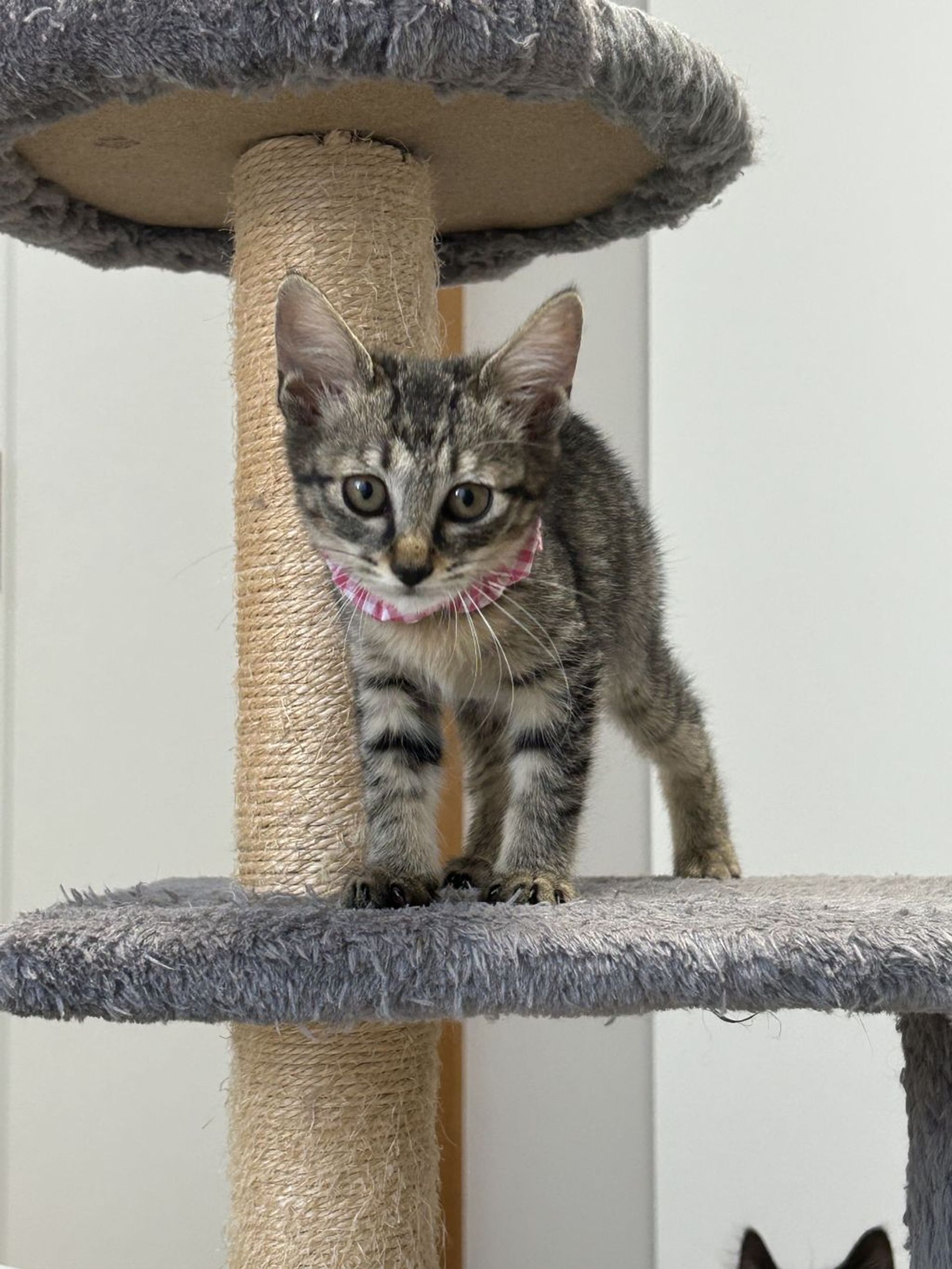 雑種（ミックス猫）・メスの里親募集の写真