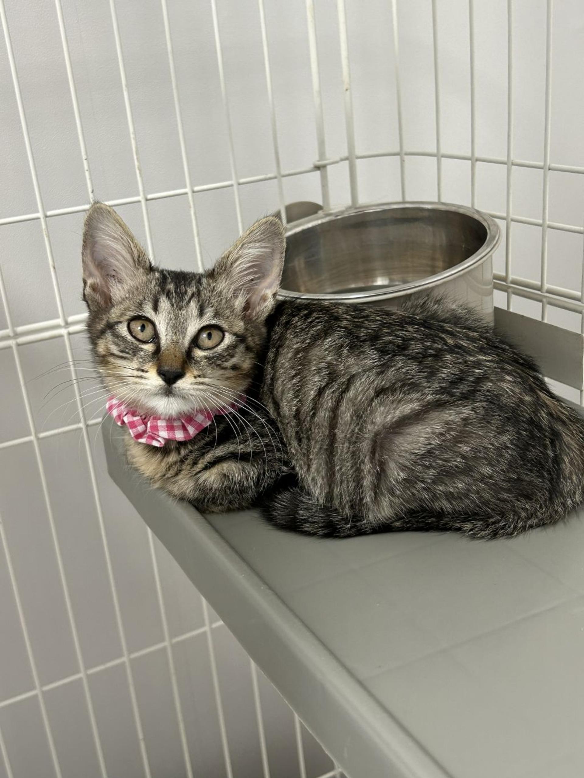 pet-image-3