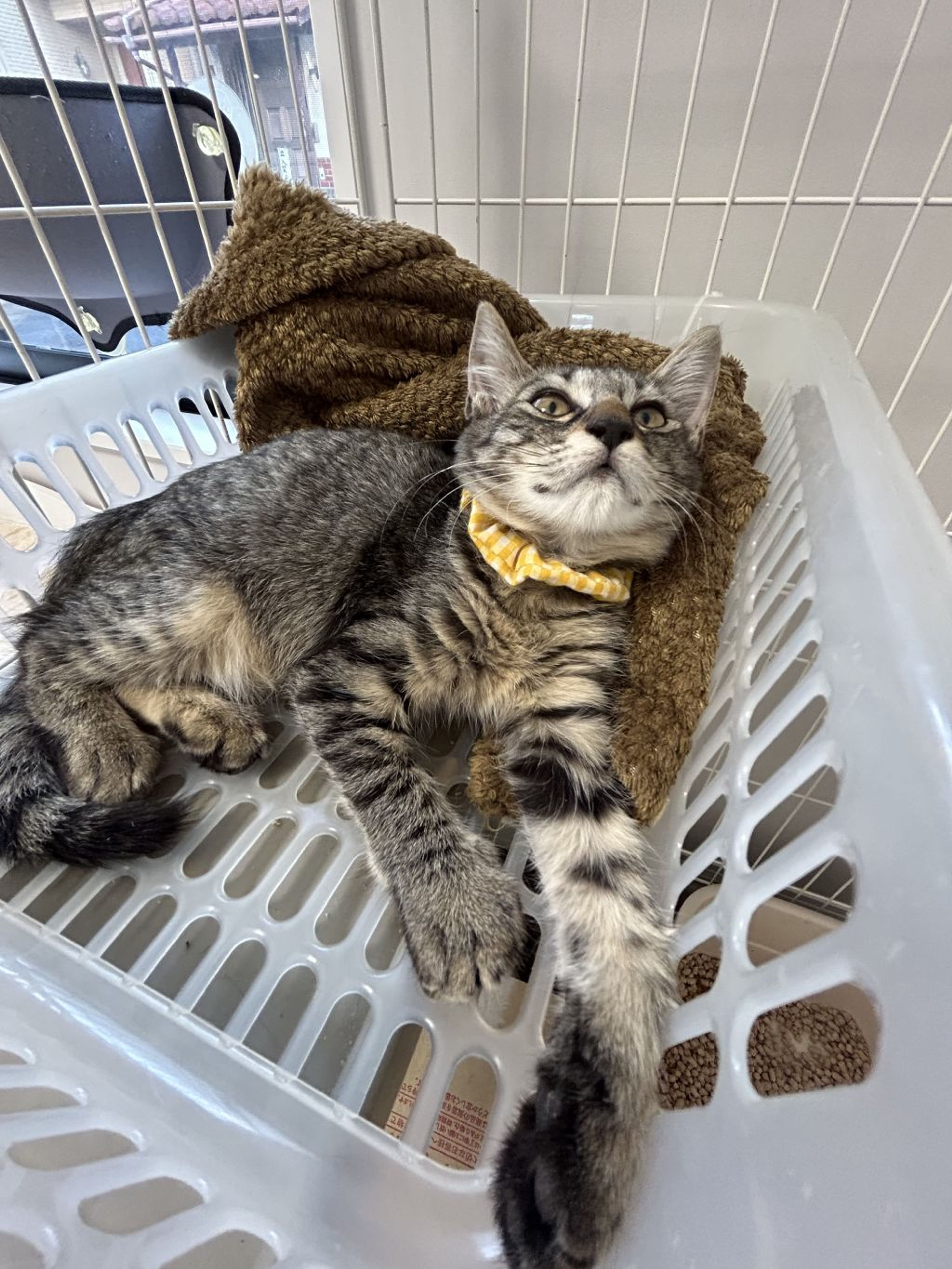 pet-image-2