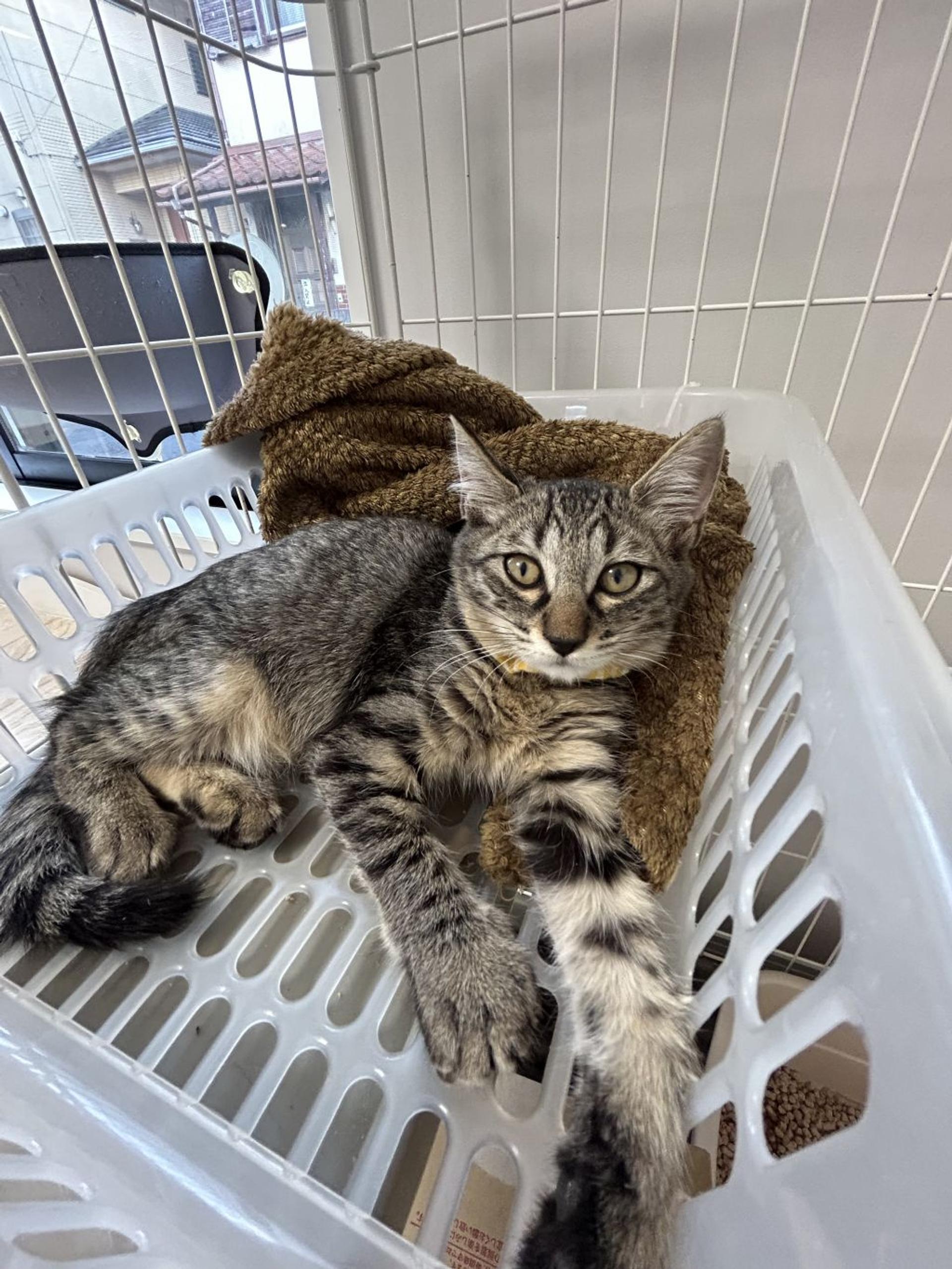 pet-image-3