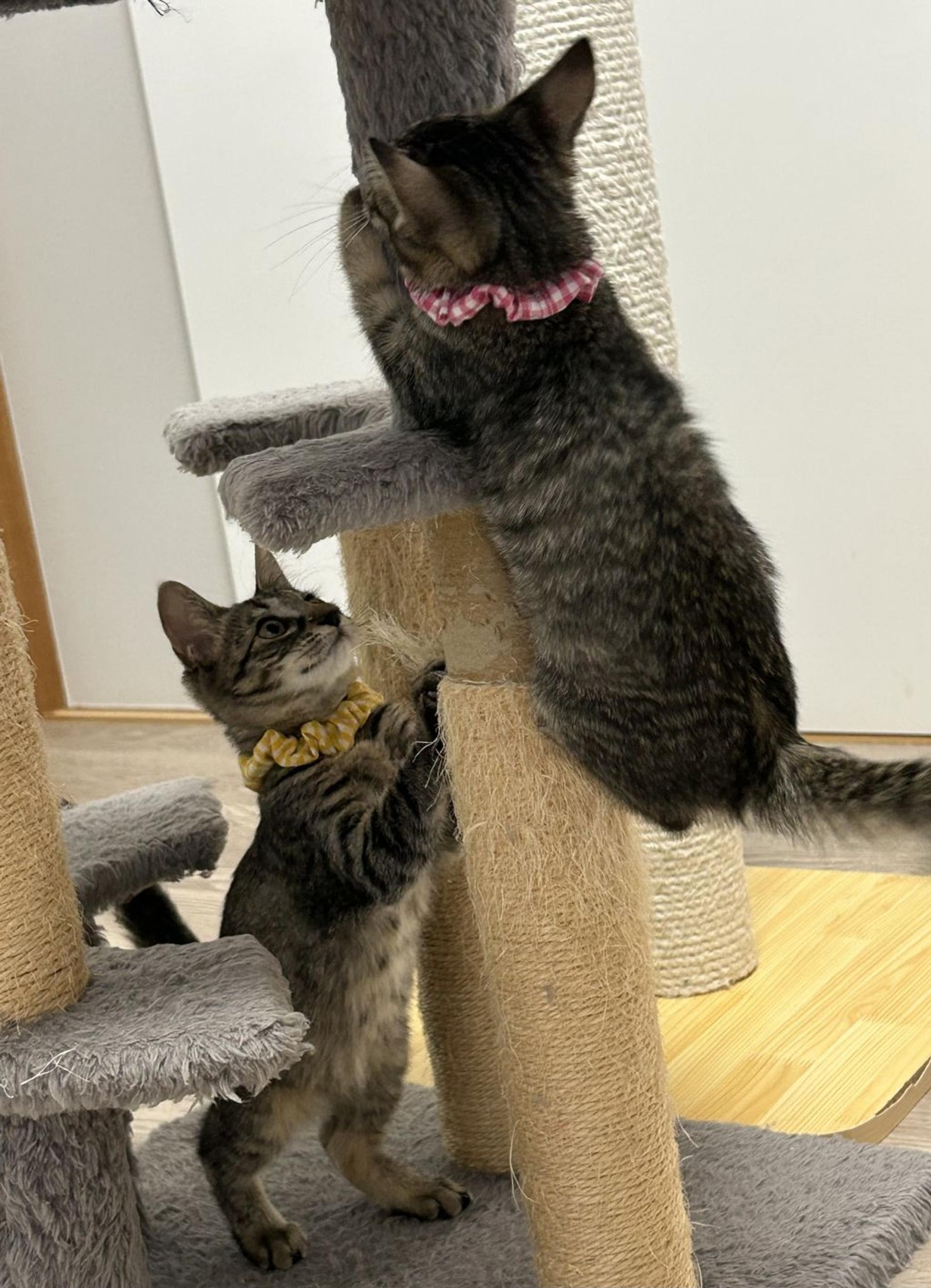 pet-image-5