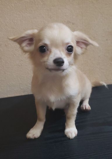ポポロ