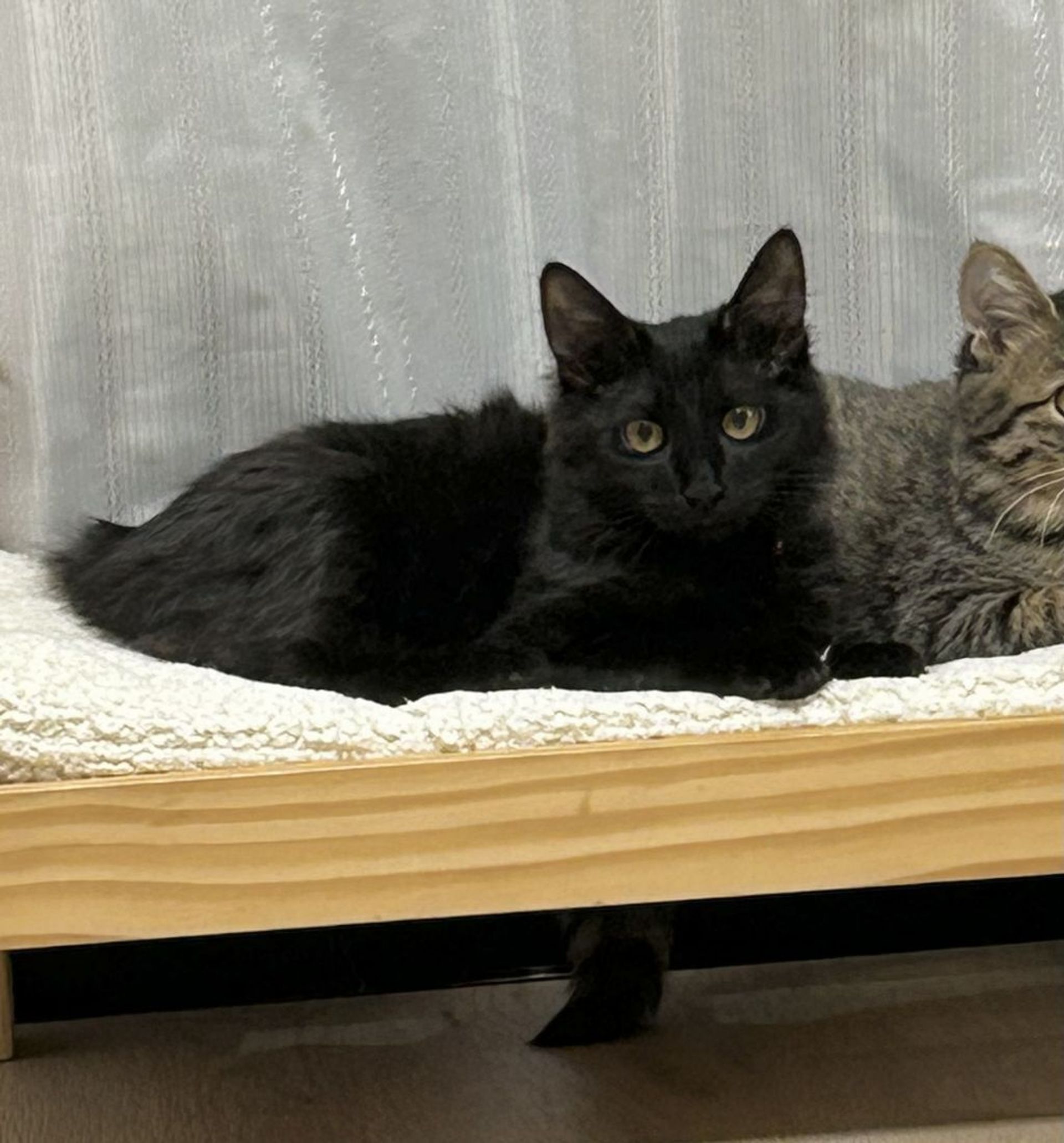 雑種（ミックス猫）・オスの里親募集の写真