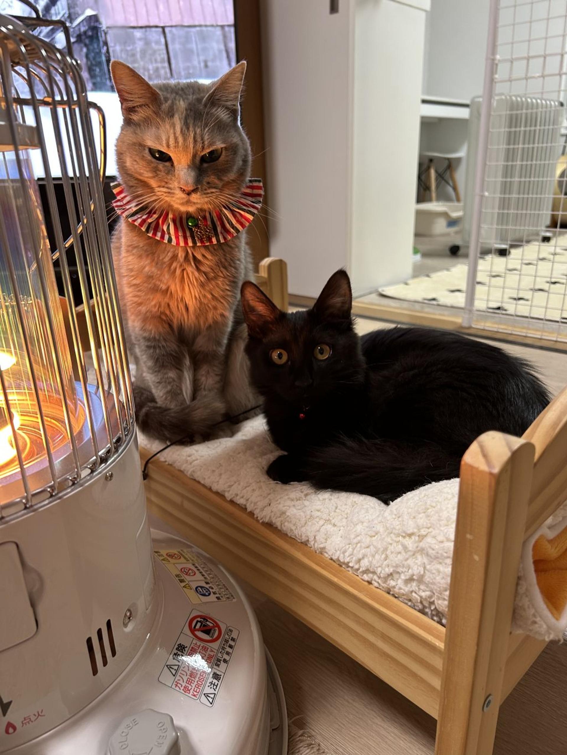 pet-image-2