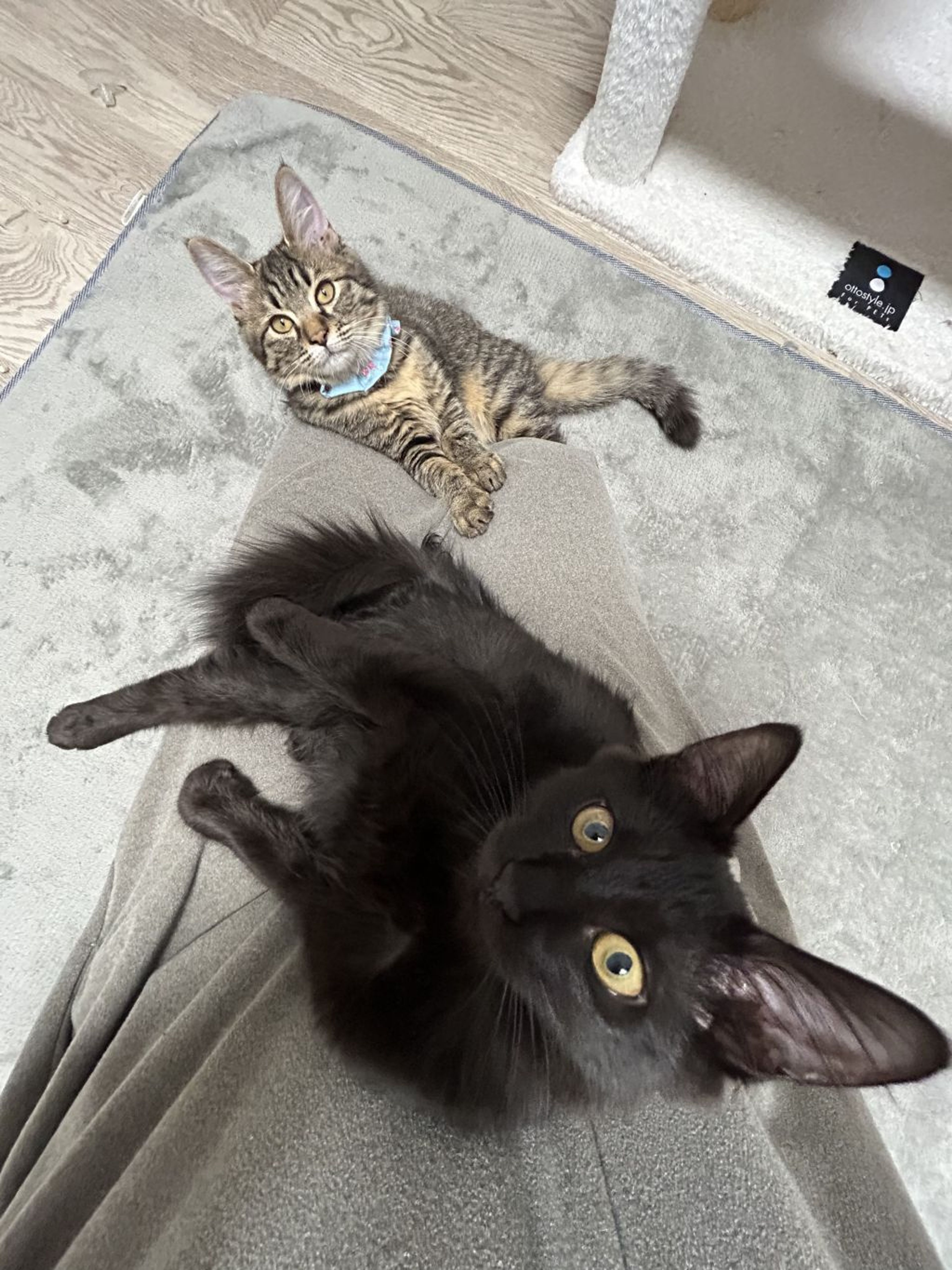 pet-image-4