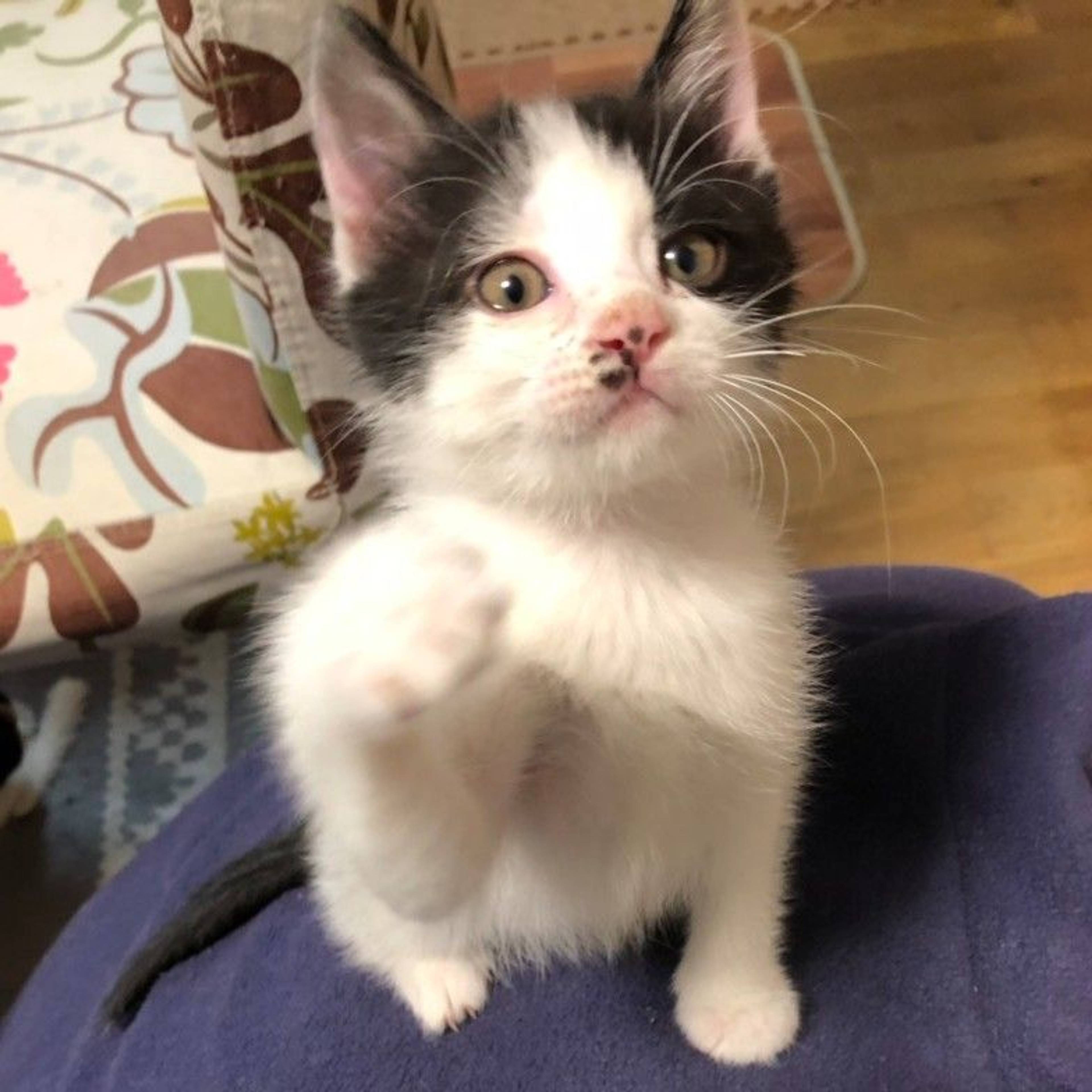 雑種（ミックス猫）・オスの里親募集の写真