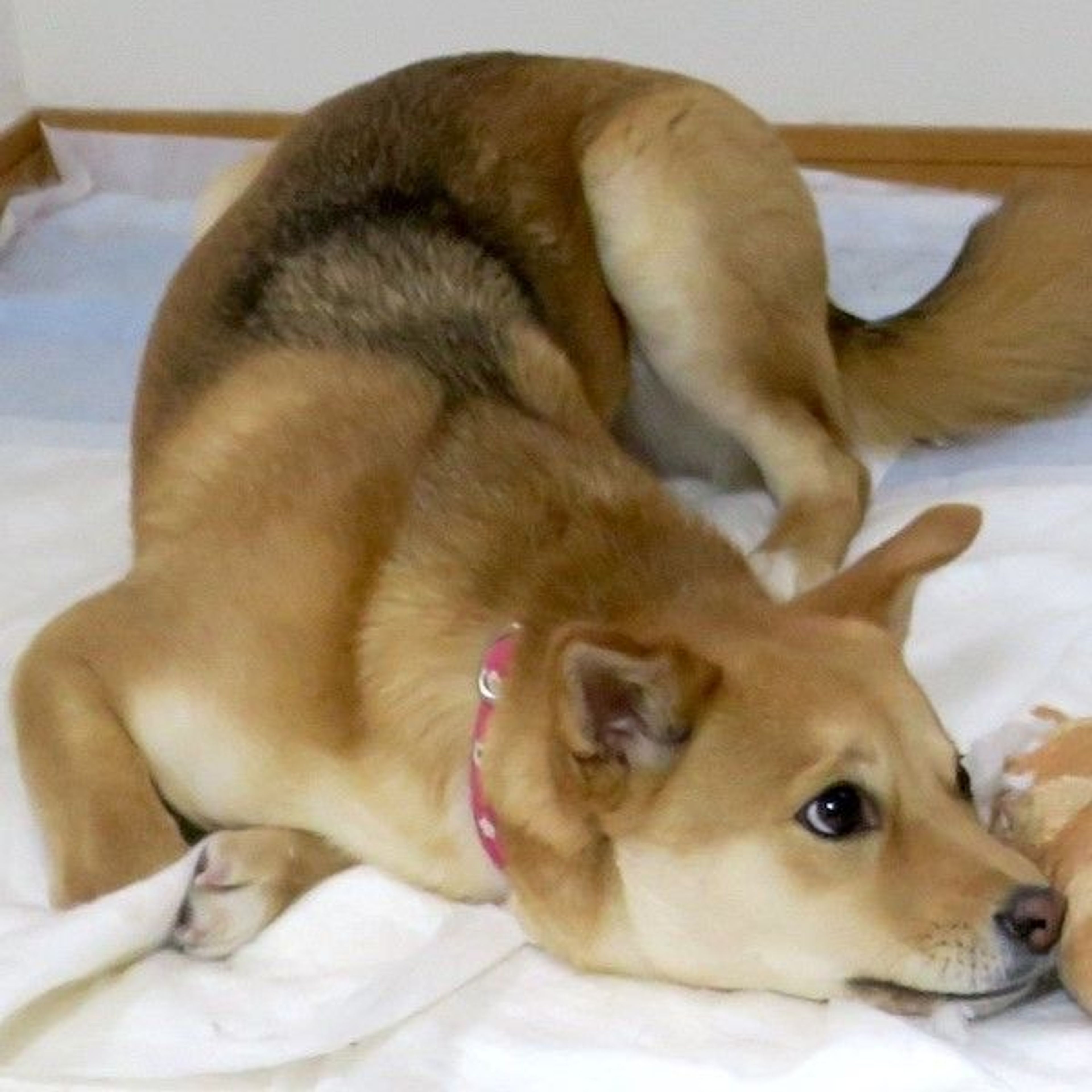pet-image-4
