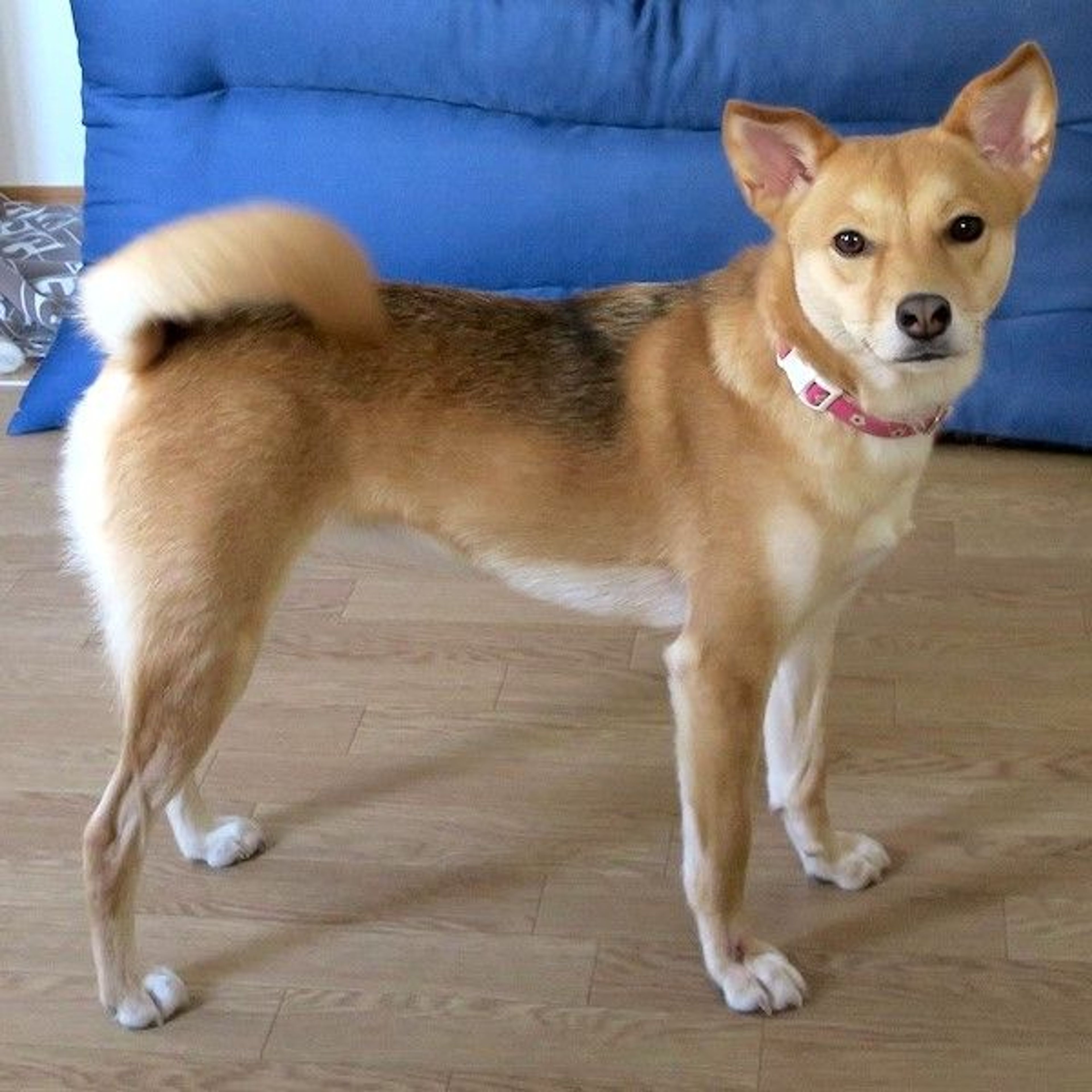 pet-image-3