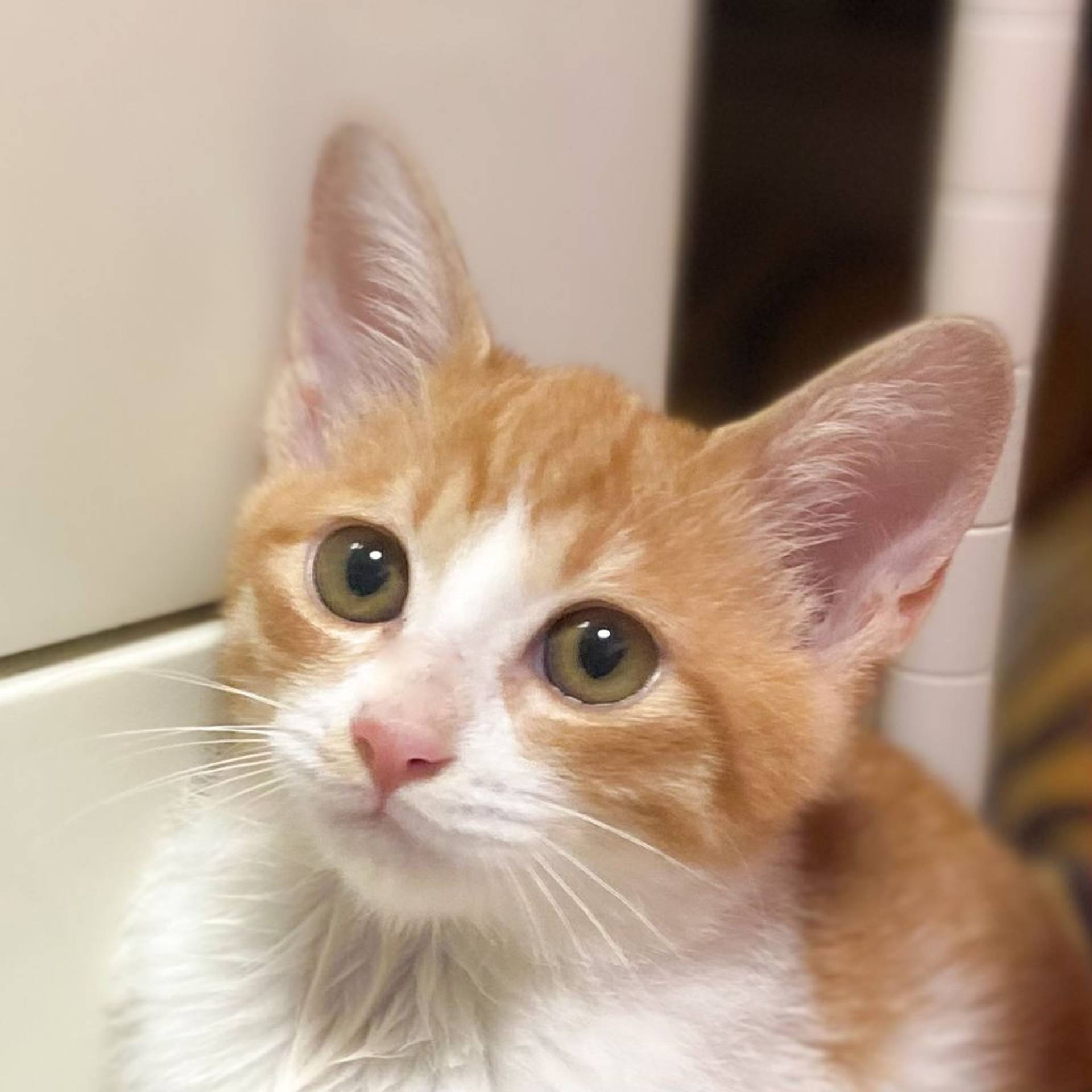 雑種（ミックス猫）・オスの里親募集の写真