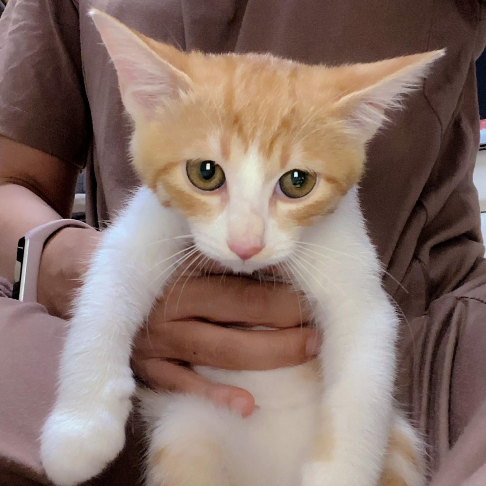 pet-image-2