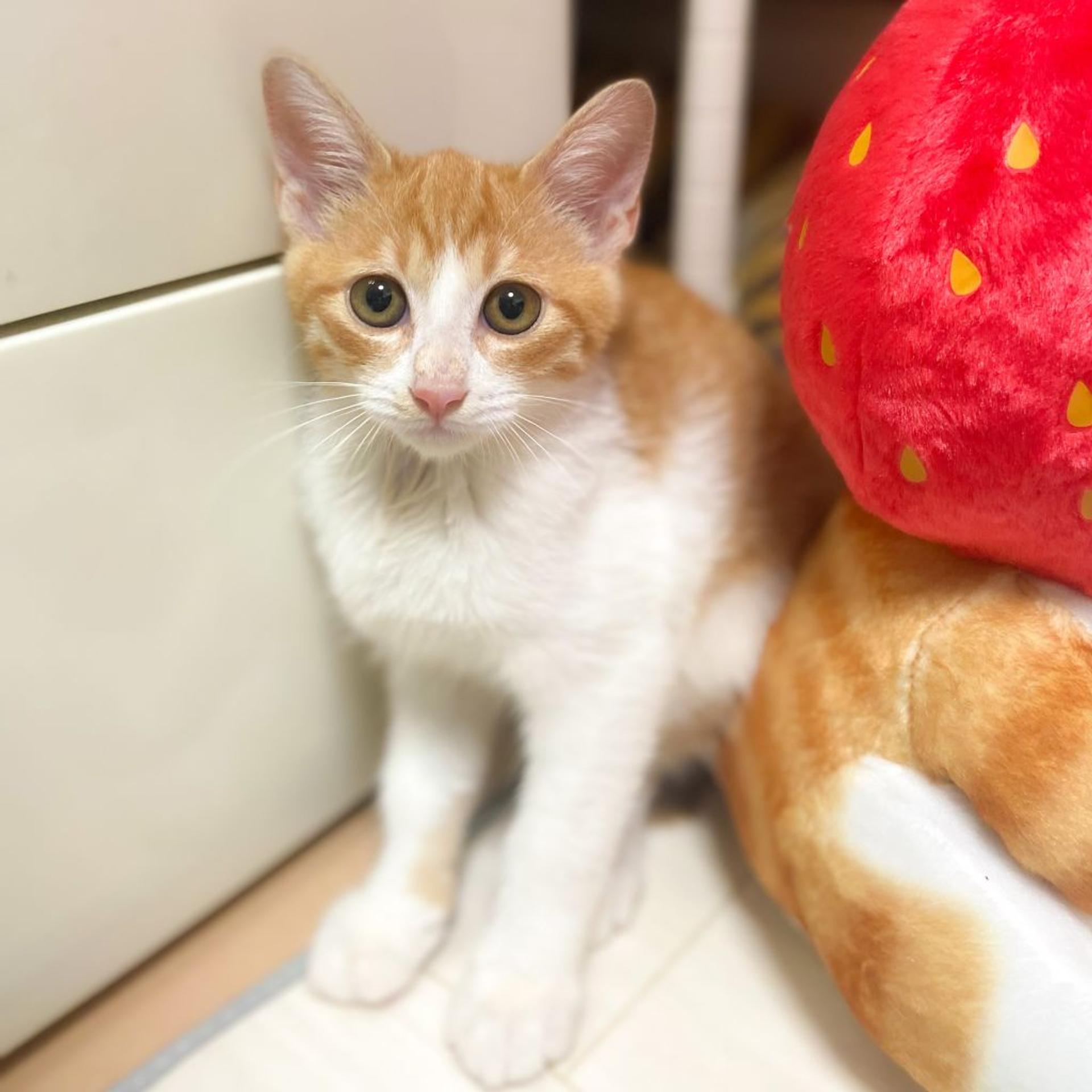 pet-image-3