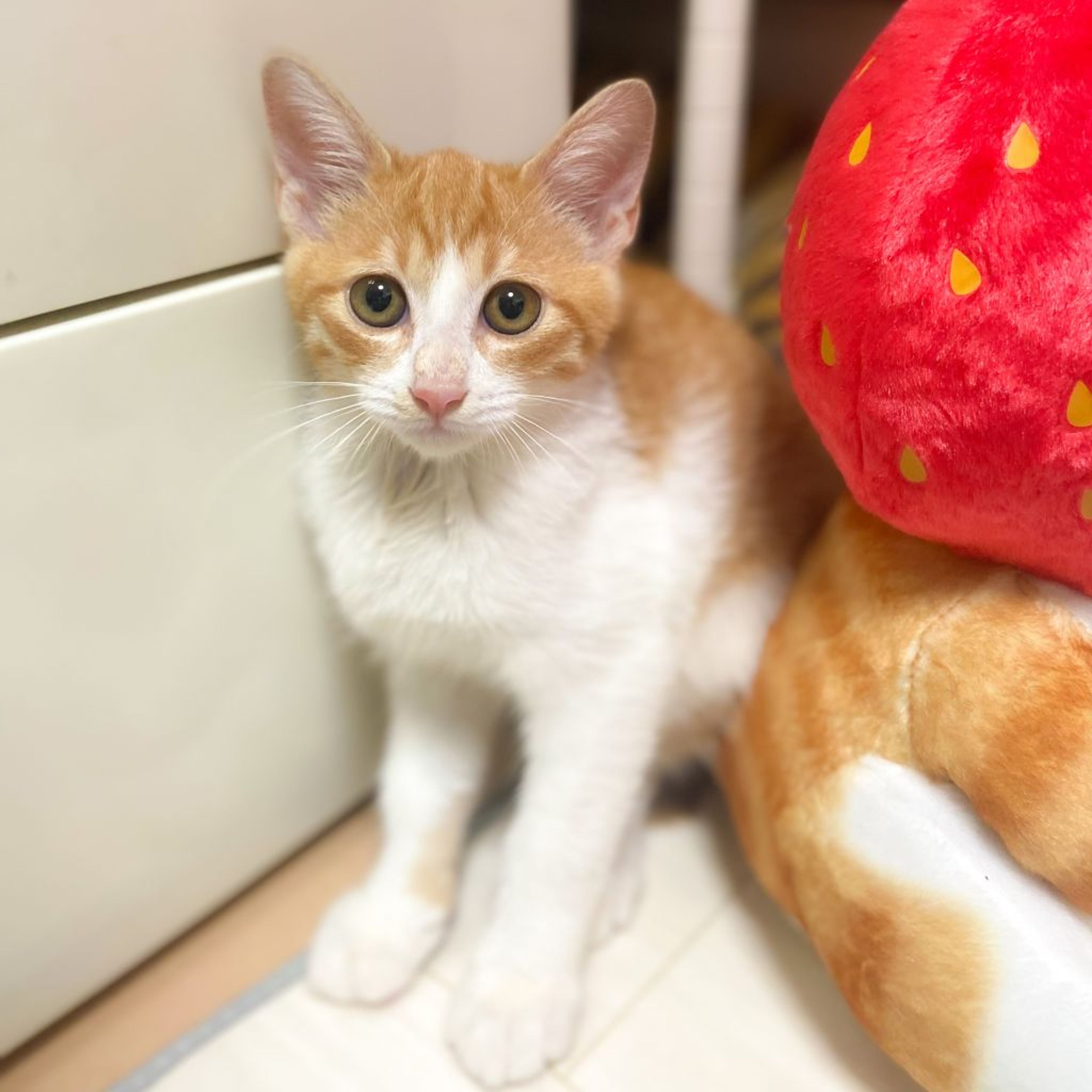pet-image-3