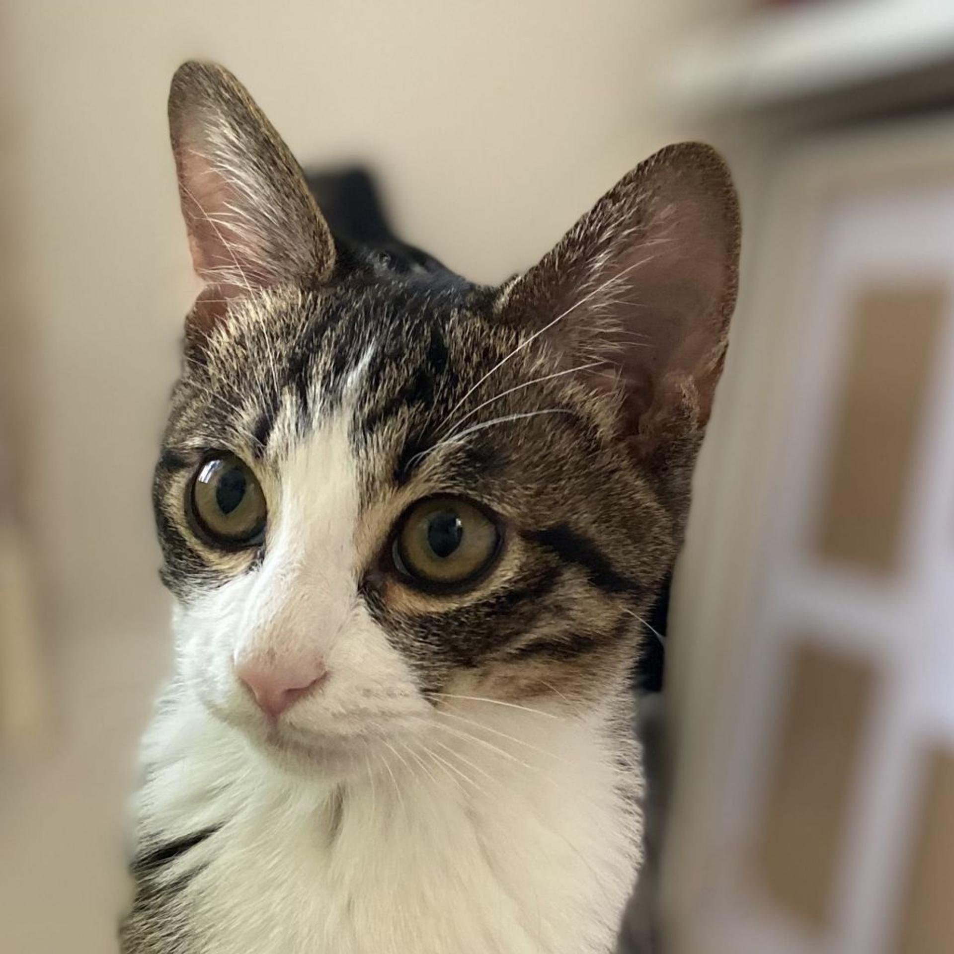 pet-image-2
