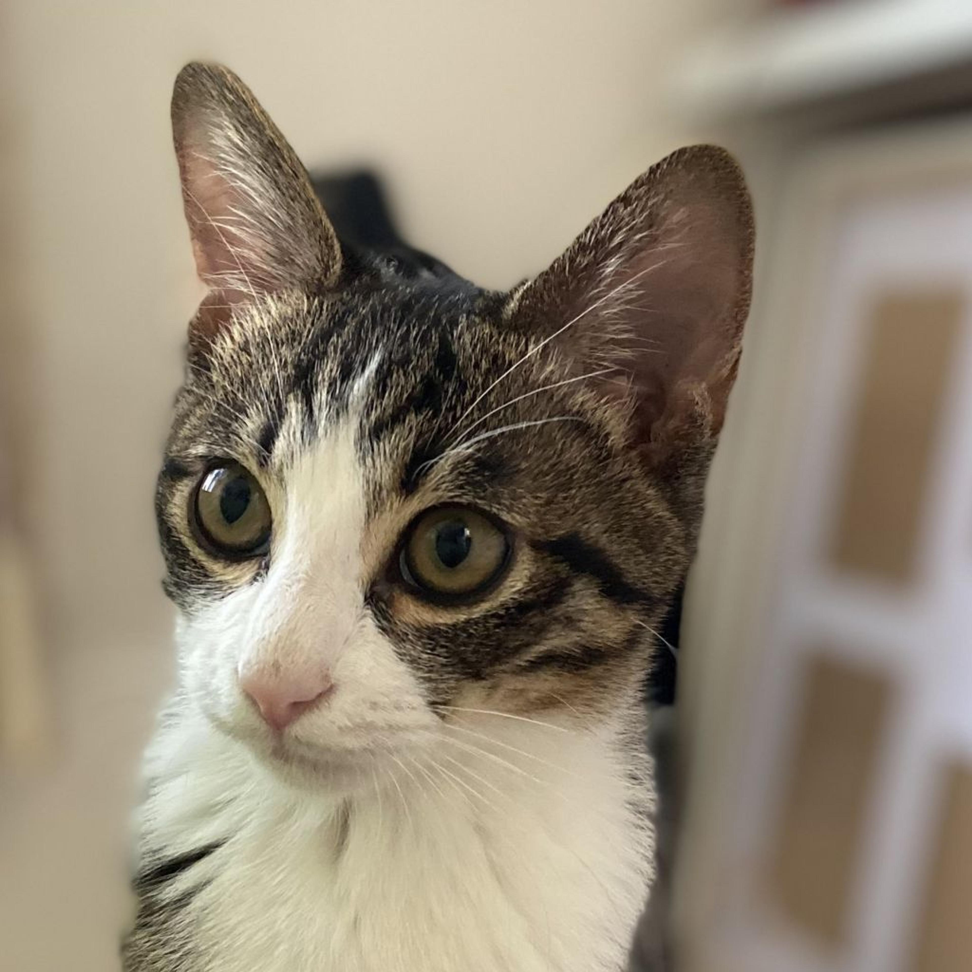 pet-image-2