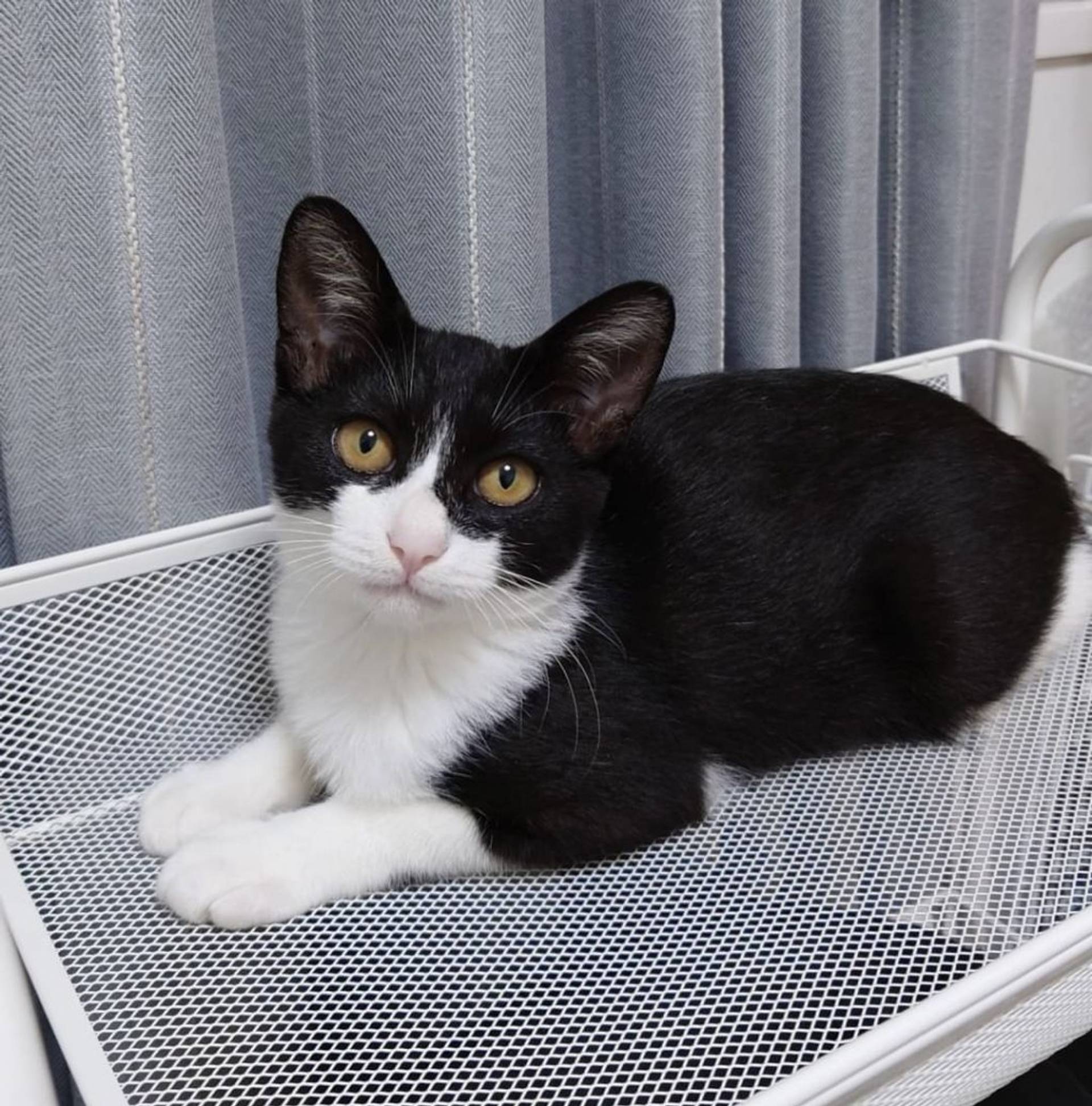雑種（ミックス猫）・メスの里親募集の写真