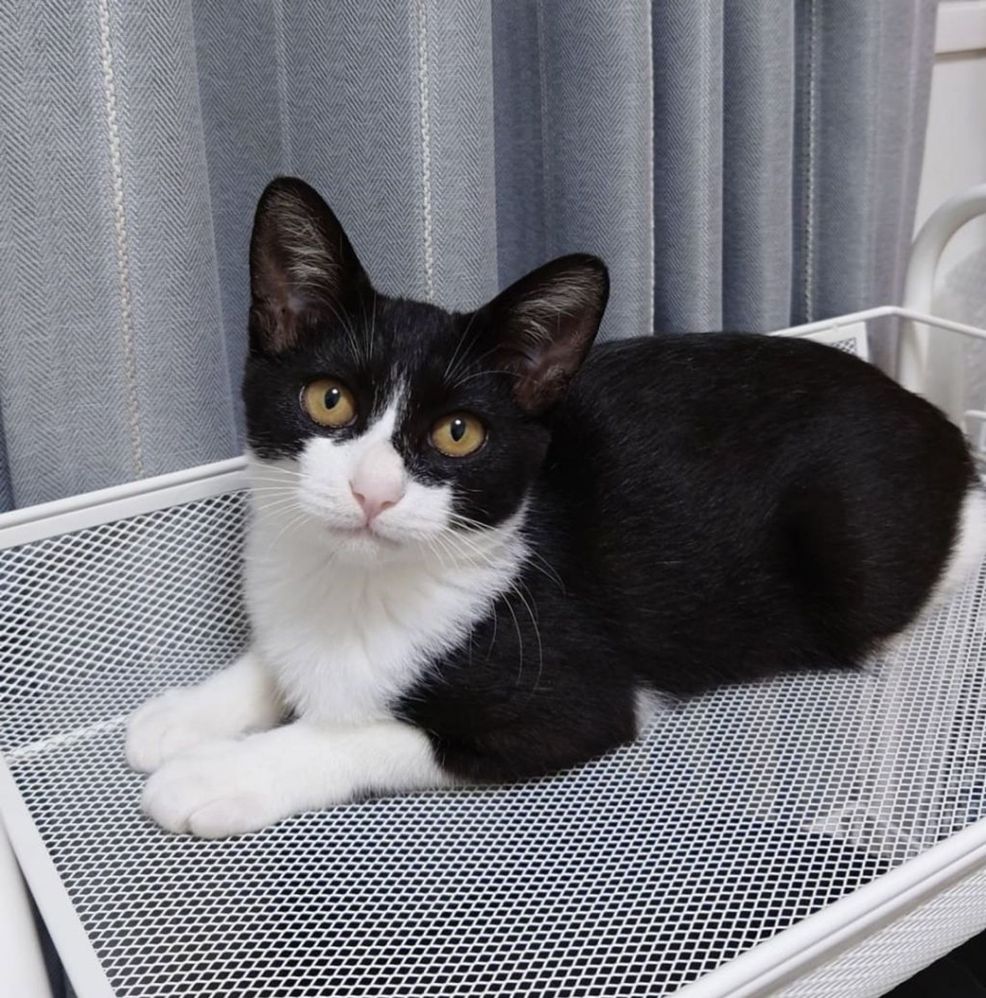 雑種（ミックス猫）・メスの里親募集の写真
