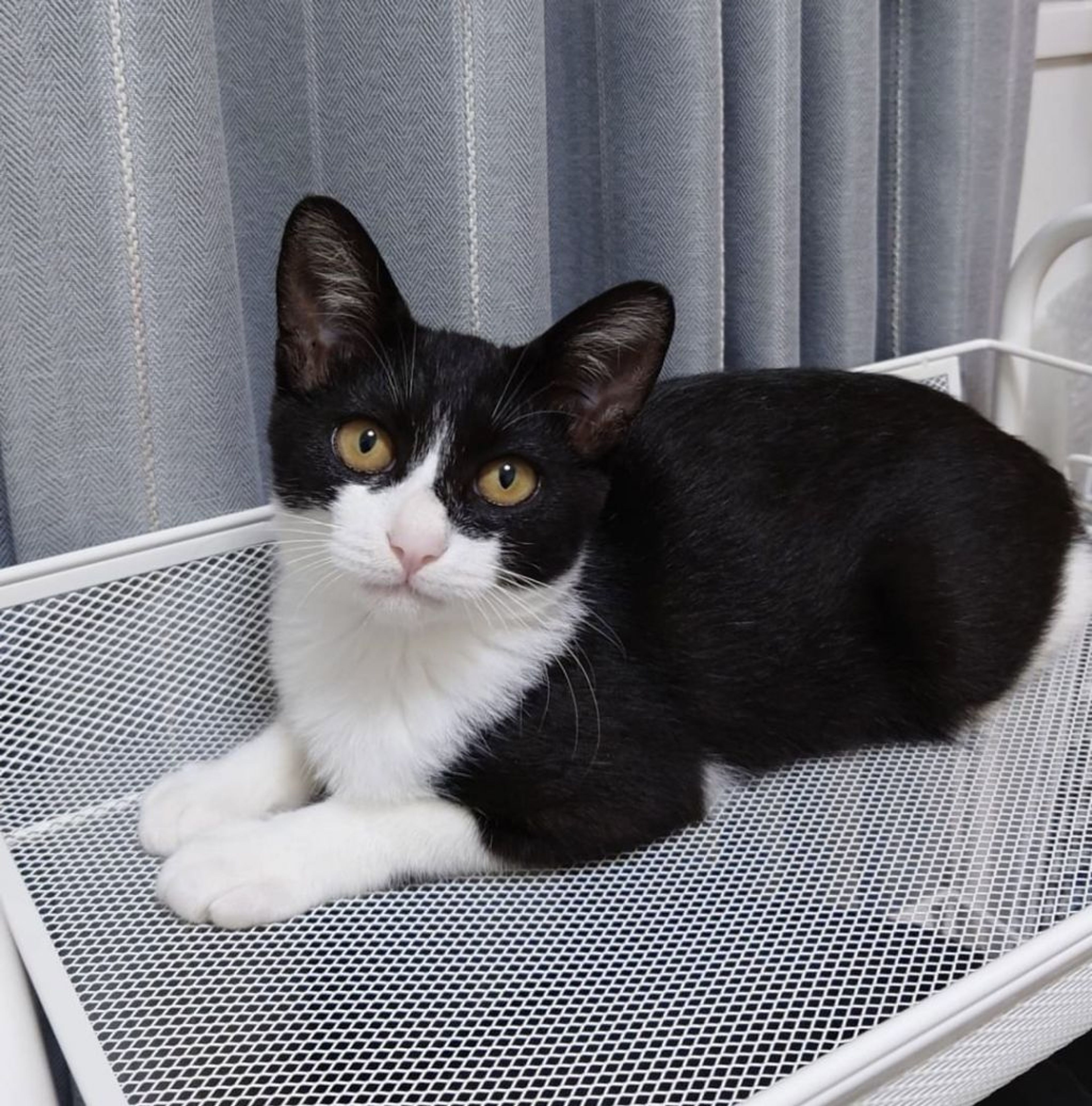 雑種（ミックス猫）・メスの里親募集の写真