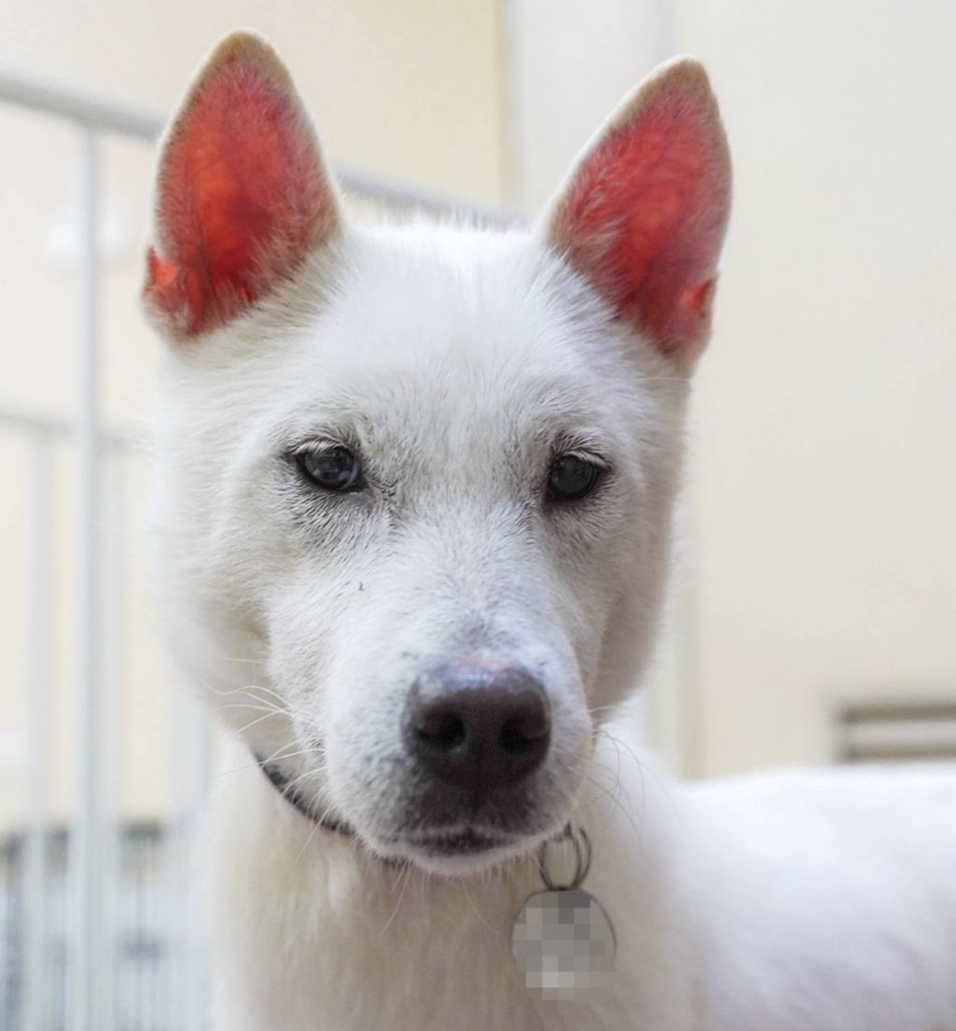 雑種（ミックス犬）・メスの里親募集の写真