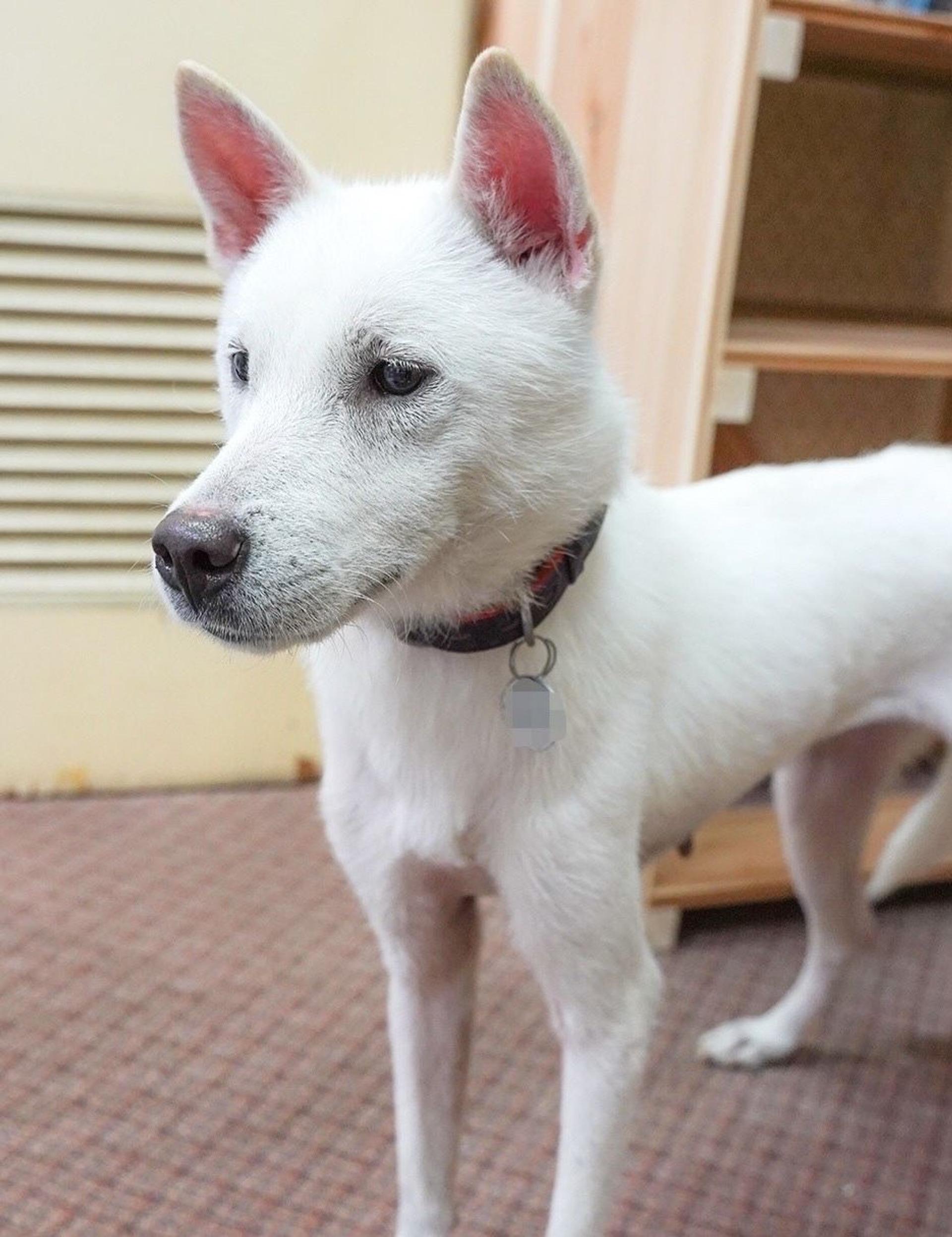 pet-image-3