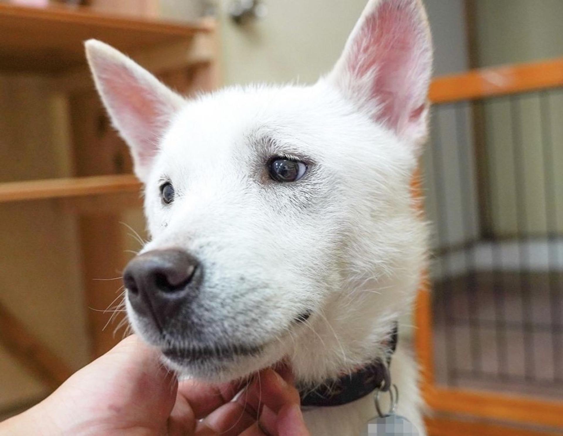 pet-image-4