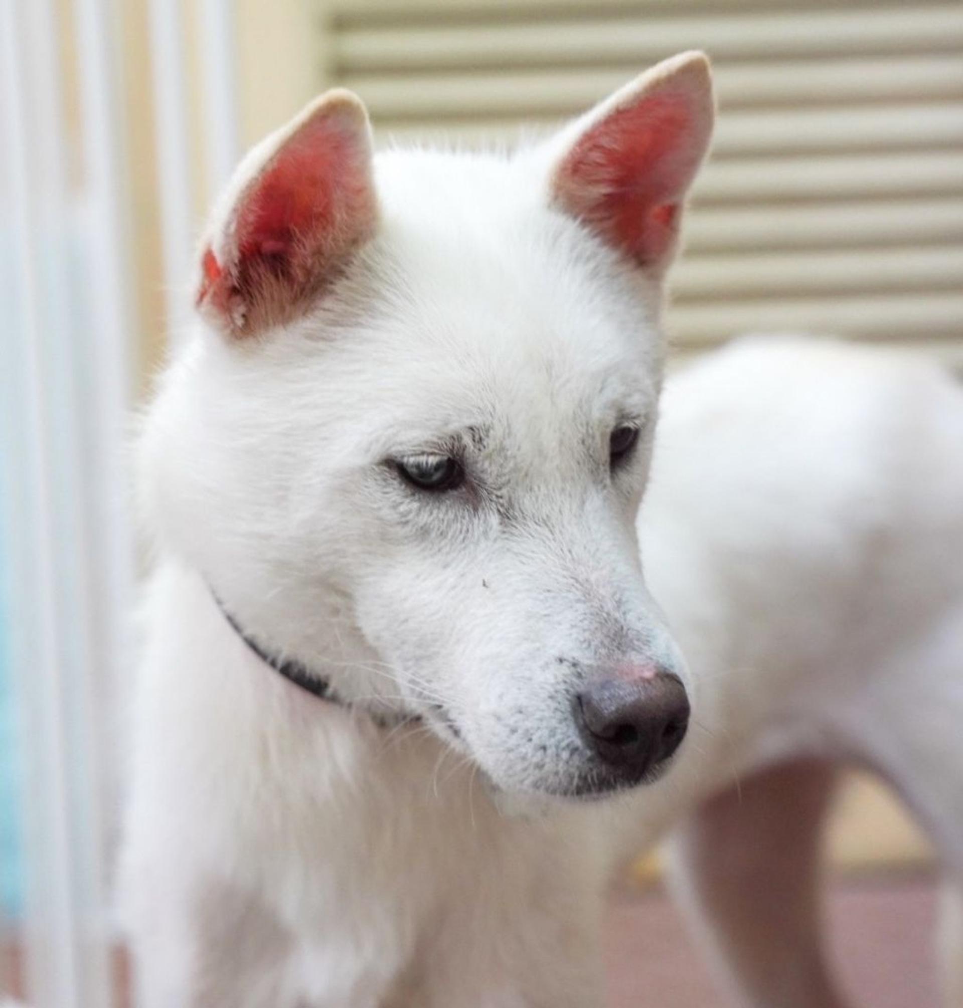 pet-image-6