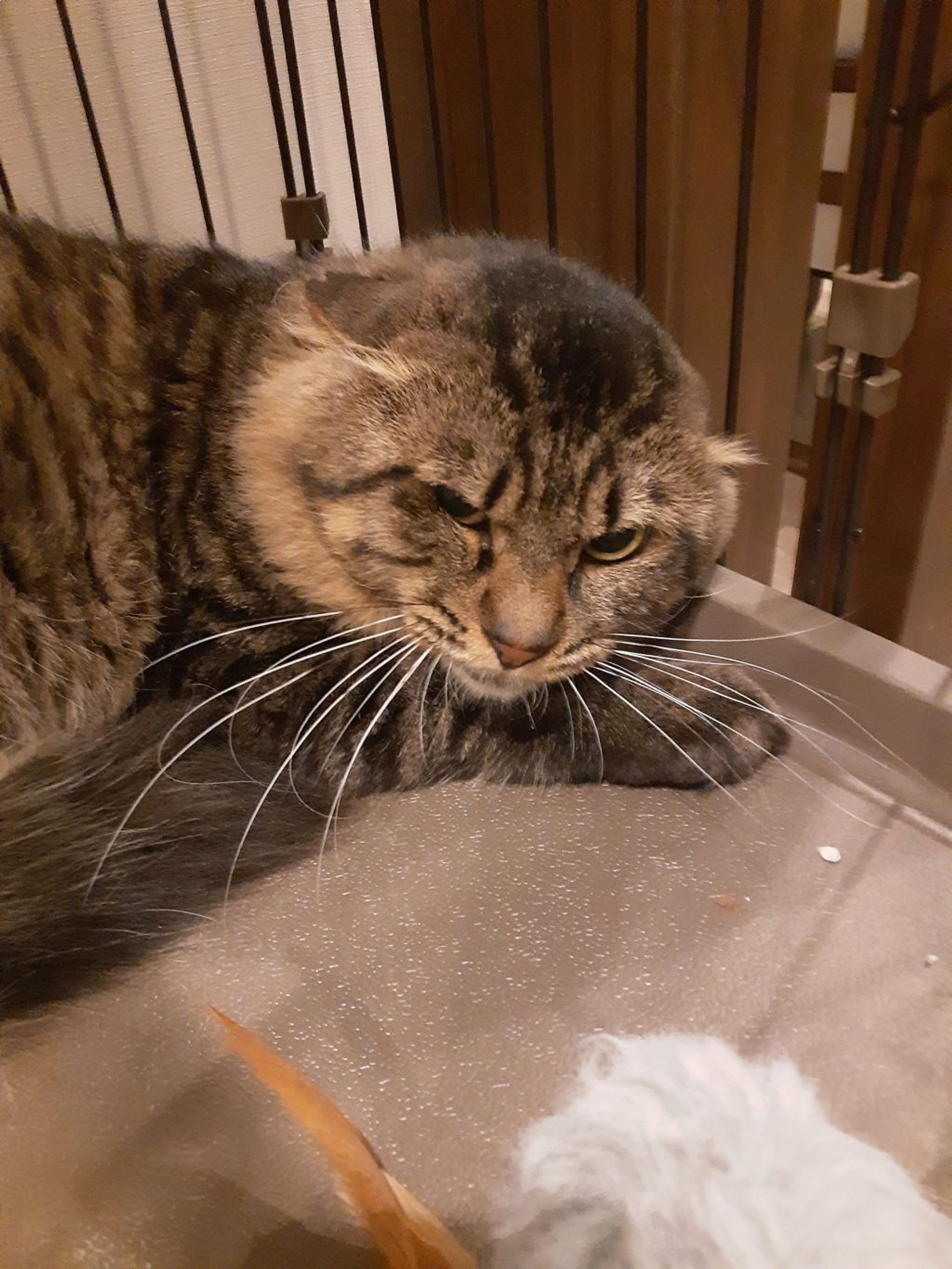 雑種（ミックス猫）・オスの里親募集の写真