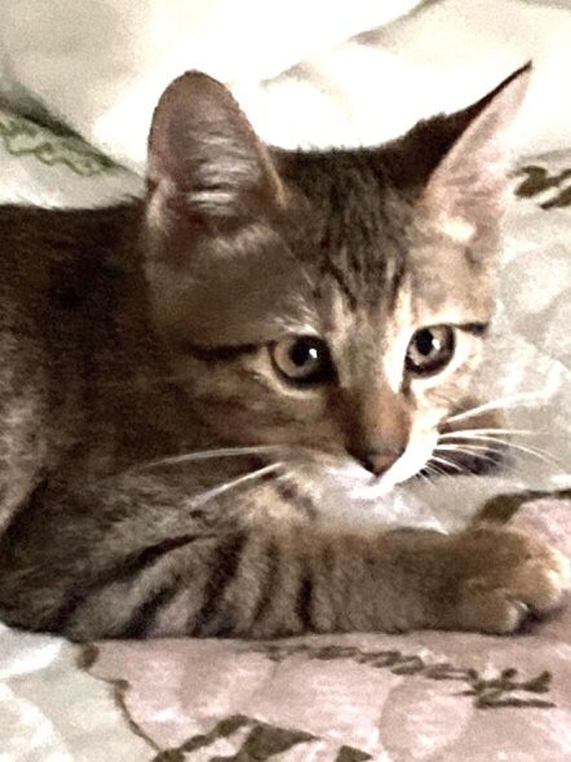 雑種（ミックス猫）・オスの里親募集の写真
