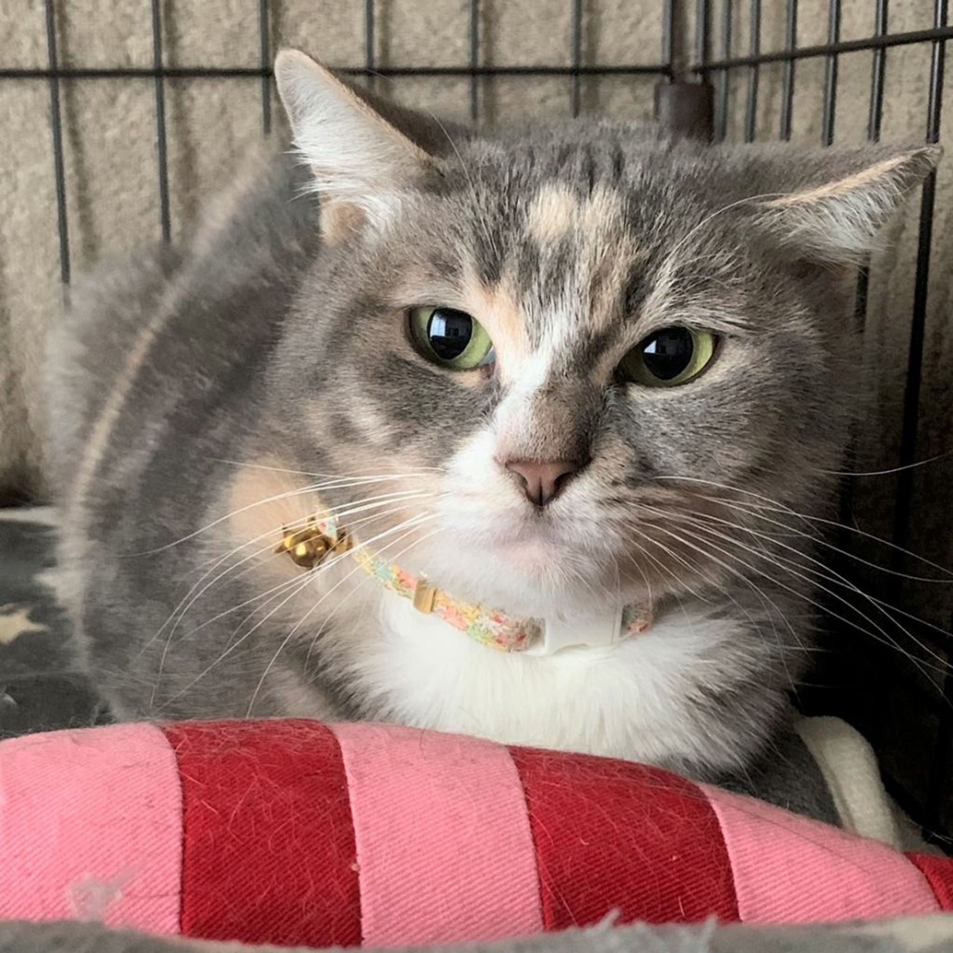 雑種（ミックス猫）・メスの里親募集の写真