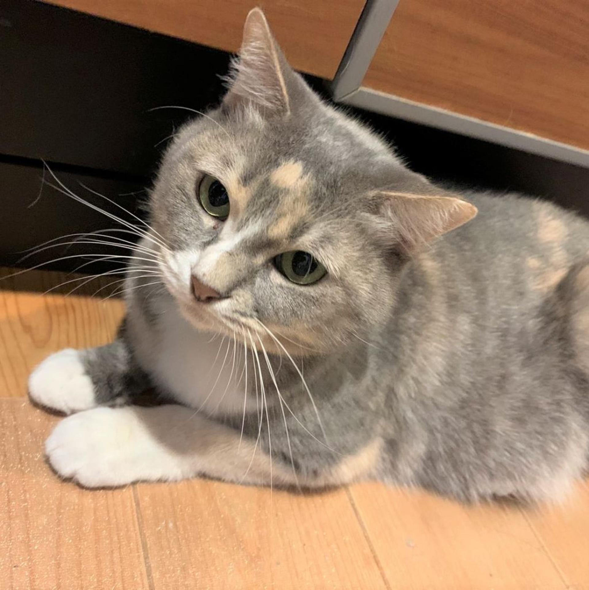 pet-image-2