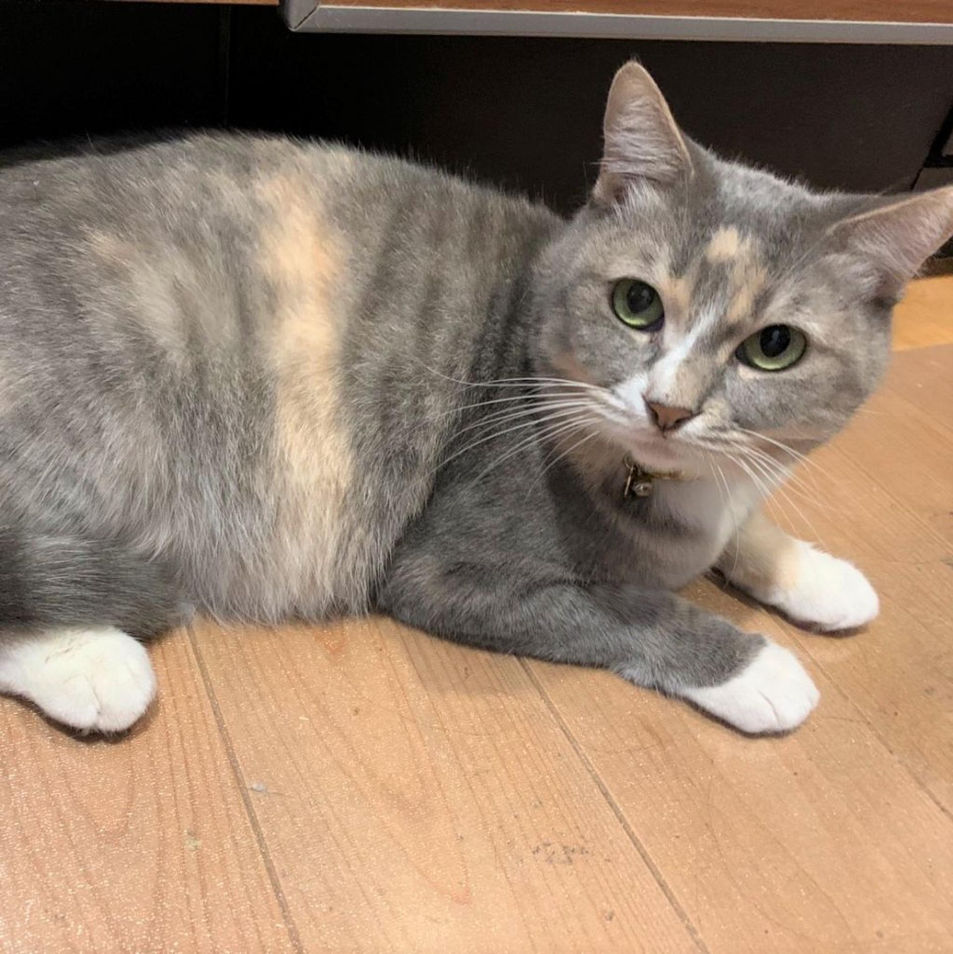 pet-image-3