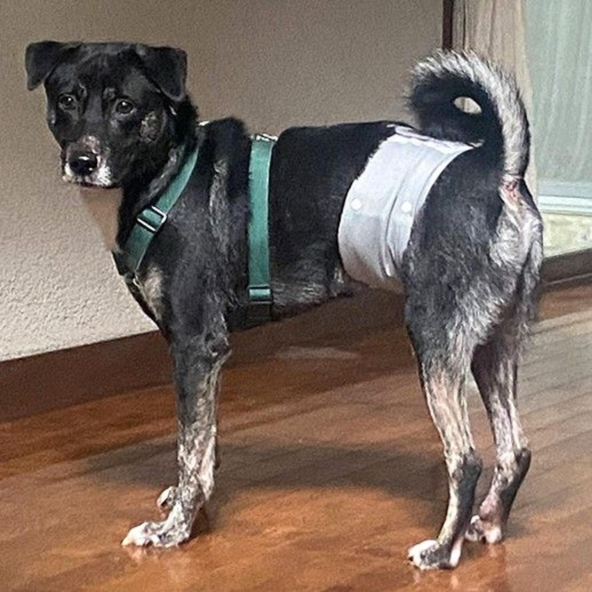 pet-image-3