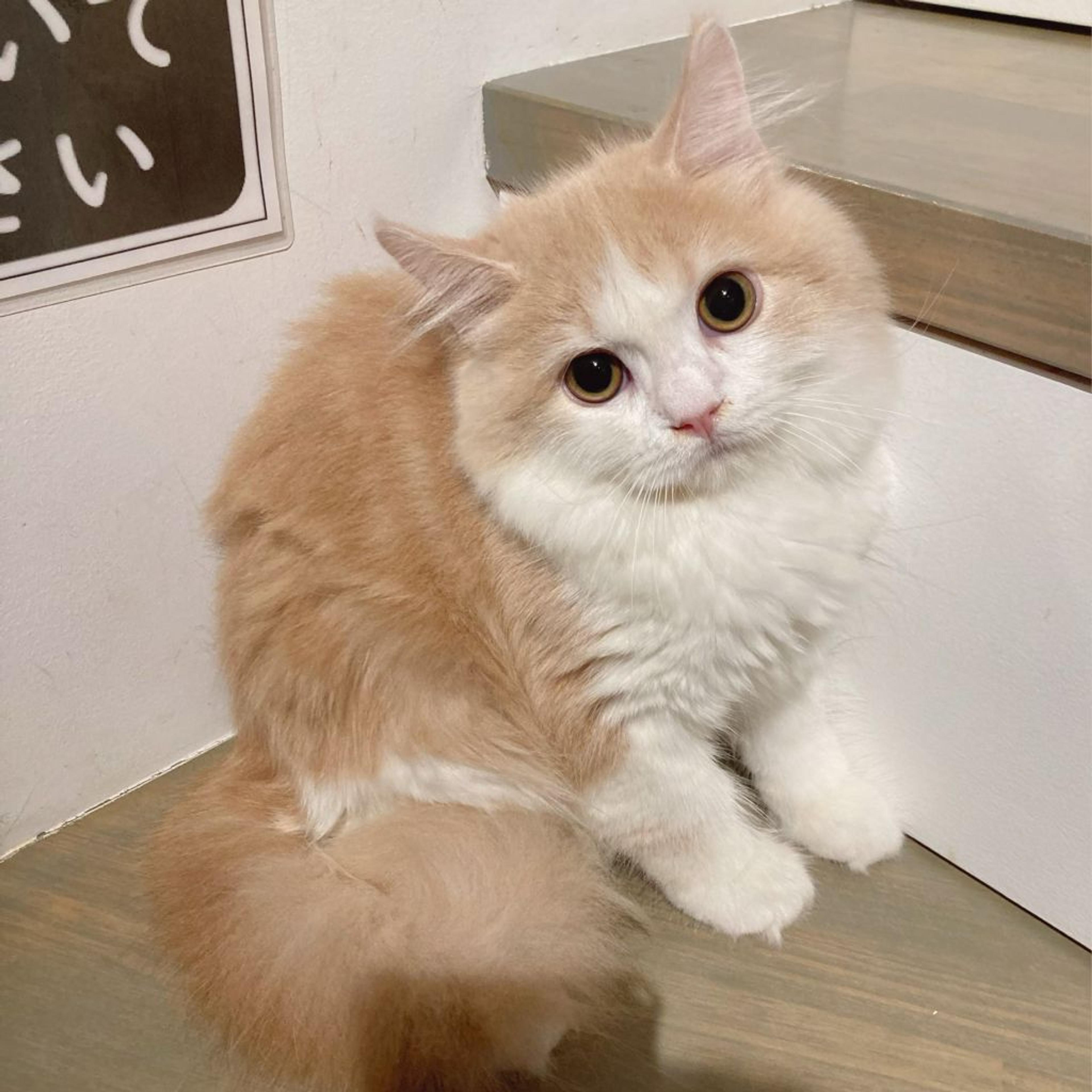 pet-image-2