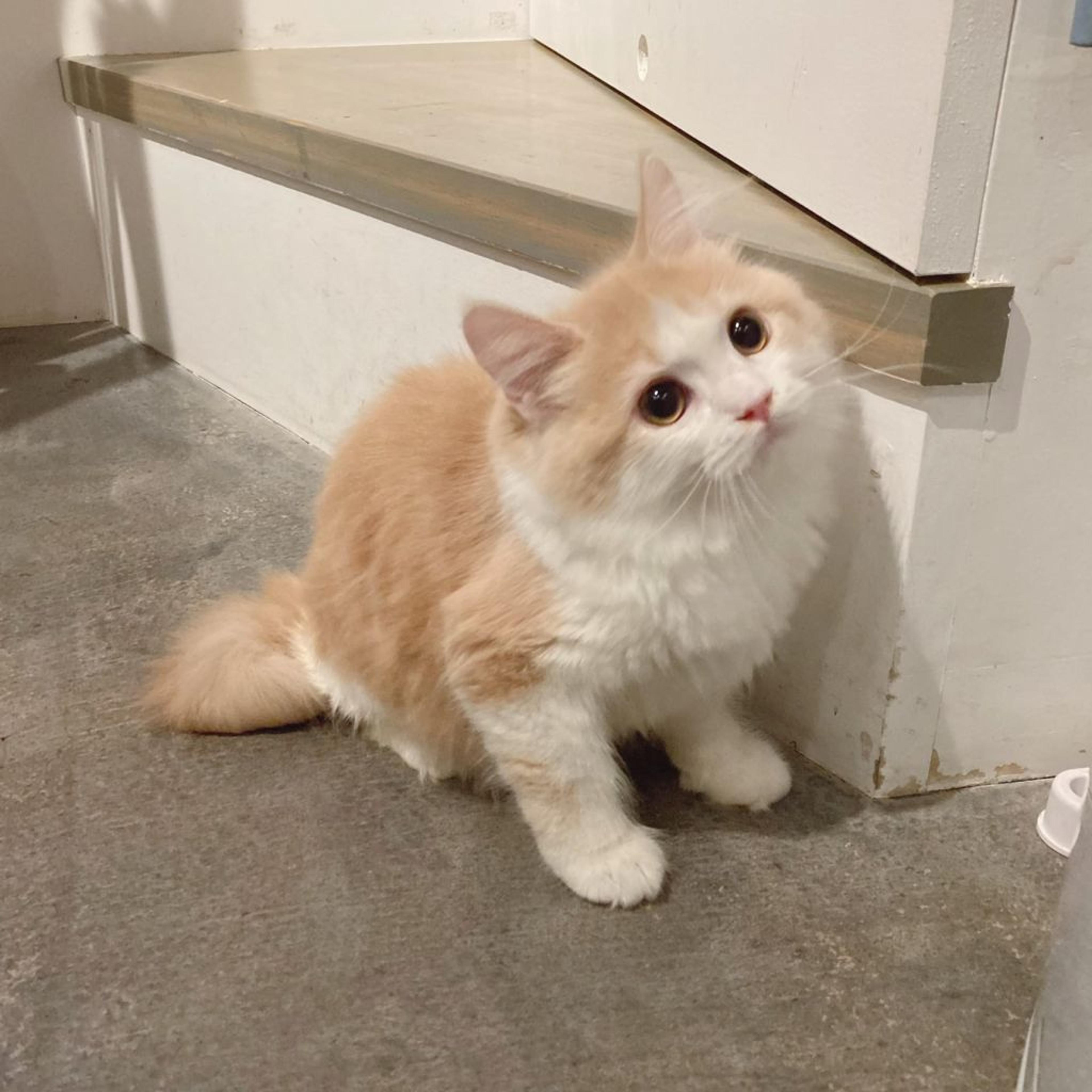 pet-image-3
